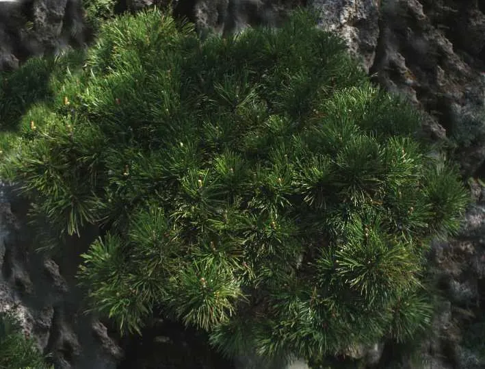 Dwarf Mugo Pine (Pinus Mugo Mugo) — roughly 2 to 4 inches per year; making it a reliable choice for diverse landscape designs, image 45