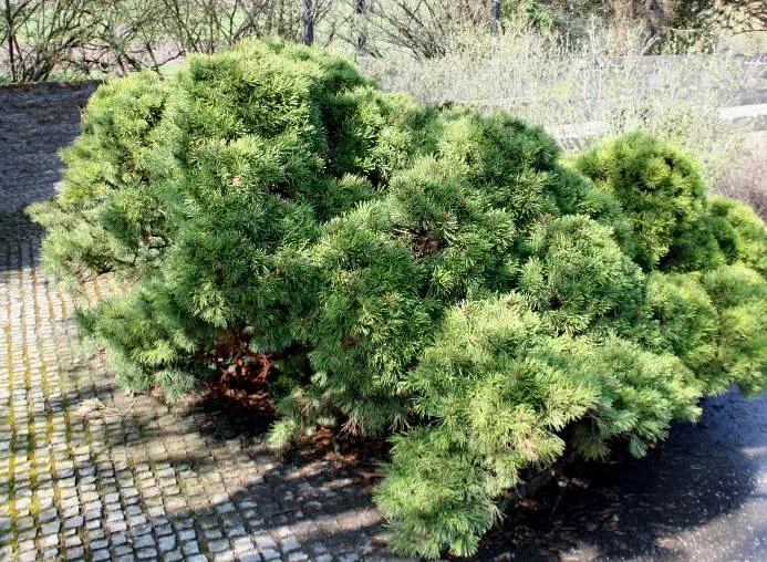 Dwarf Mugo Pine (Pinus Mugo Mugo) — roughly 2 to 4 inches per year