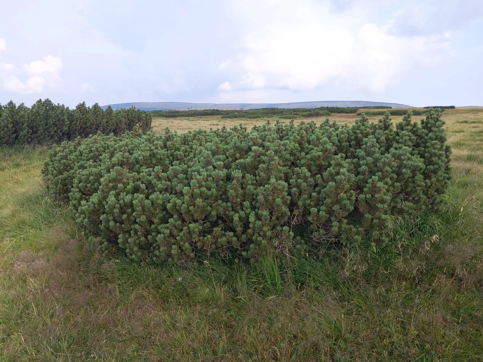 Dwarf Mugo Pine (Pinus Mugo Mugo) — This particular cultivar stands out for its uniformly dense, image 26