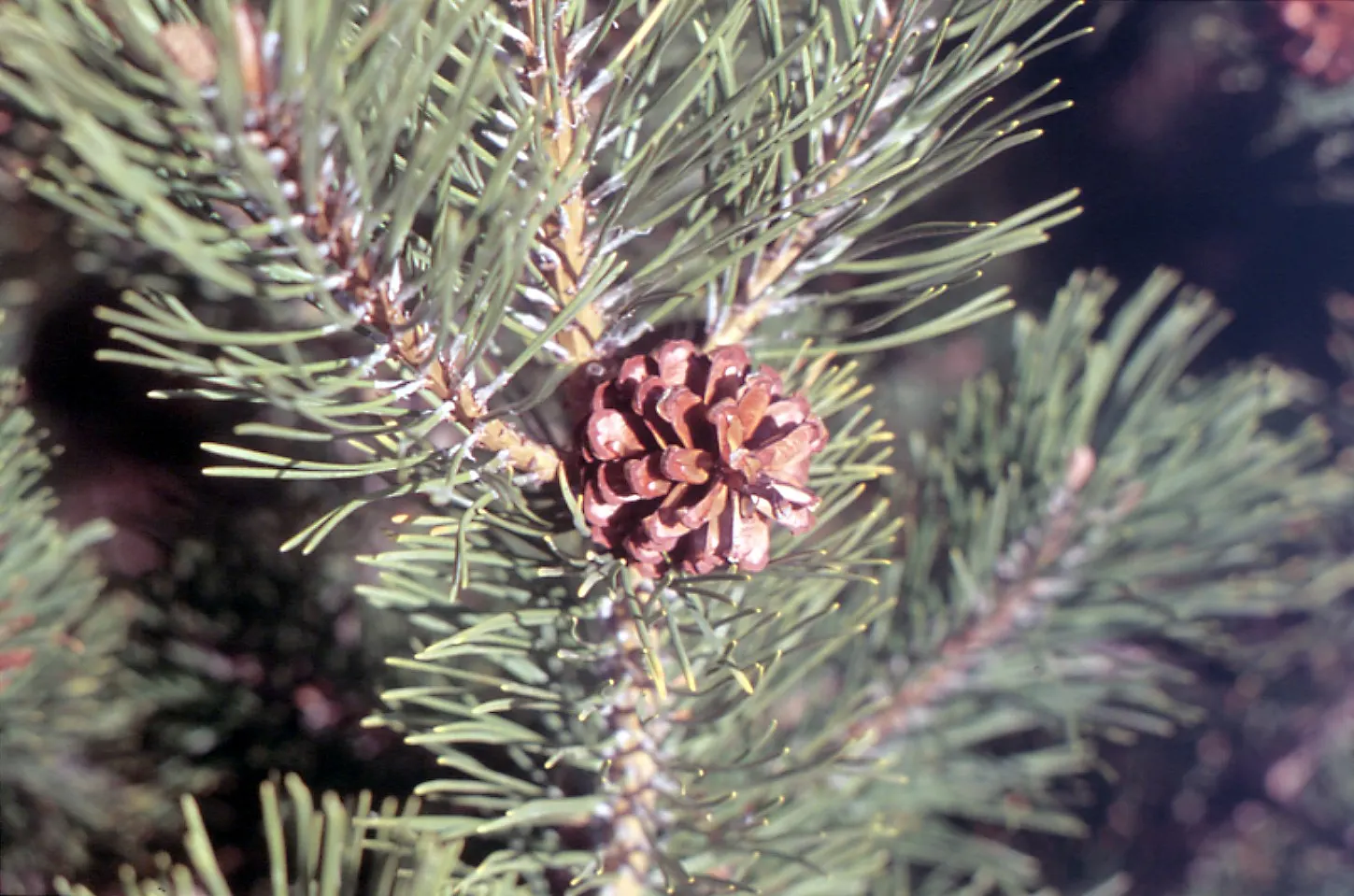 Dwarf Mugo Pine (Pinus Mugo Mugo) — Its dense, dark green needles provide a lush texture while its slow growth rate ensures low maintenance
