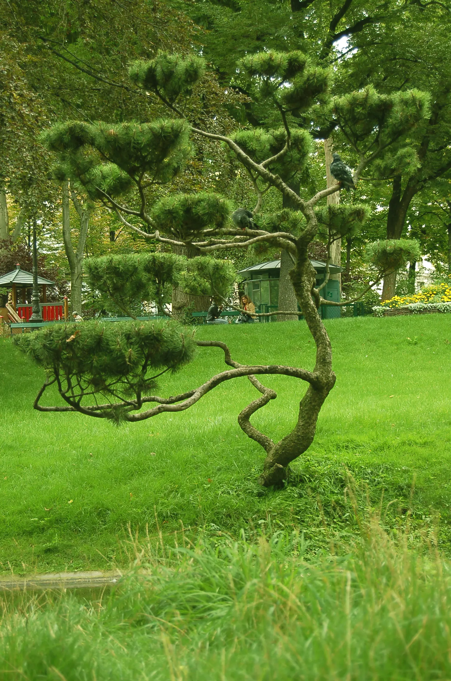 Dwarf Mugo Pine (Pinus Mugo Mugo) — It reaches 3-5 feet in height and spreads 4-6 feet, well-suited for small spaces; roughly 2 to 4 inches per year, image 36