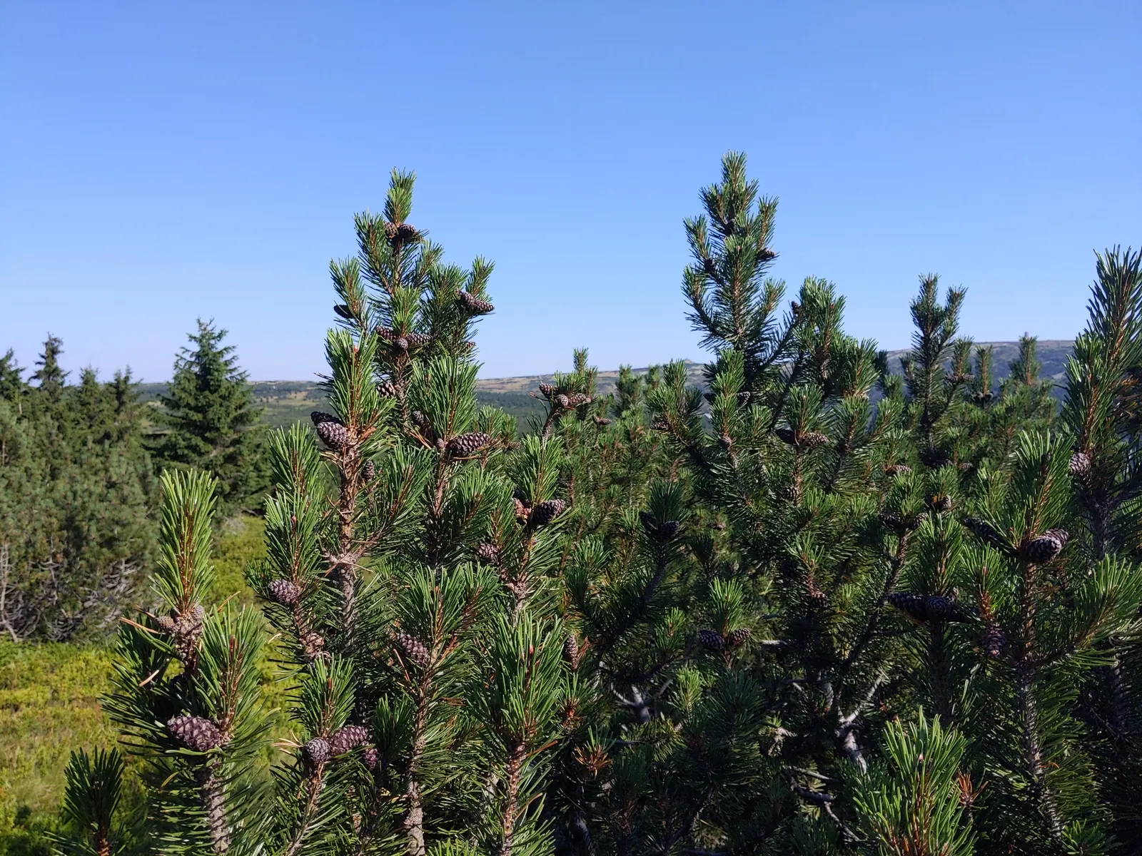 Dwarf Mugo Pine (Pinus Mugo Mugo) — conifer / shrub for full or half; the Dwarf Mugo Pine thrives in USDA zones 2-8 and prefers full sun to partial, image 51