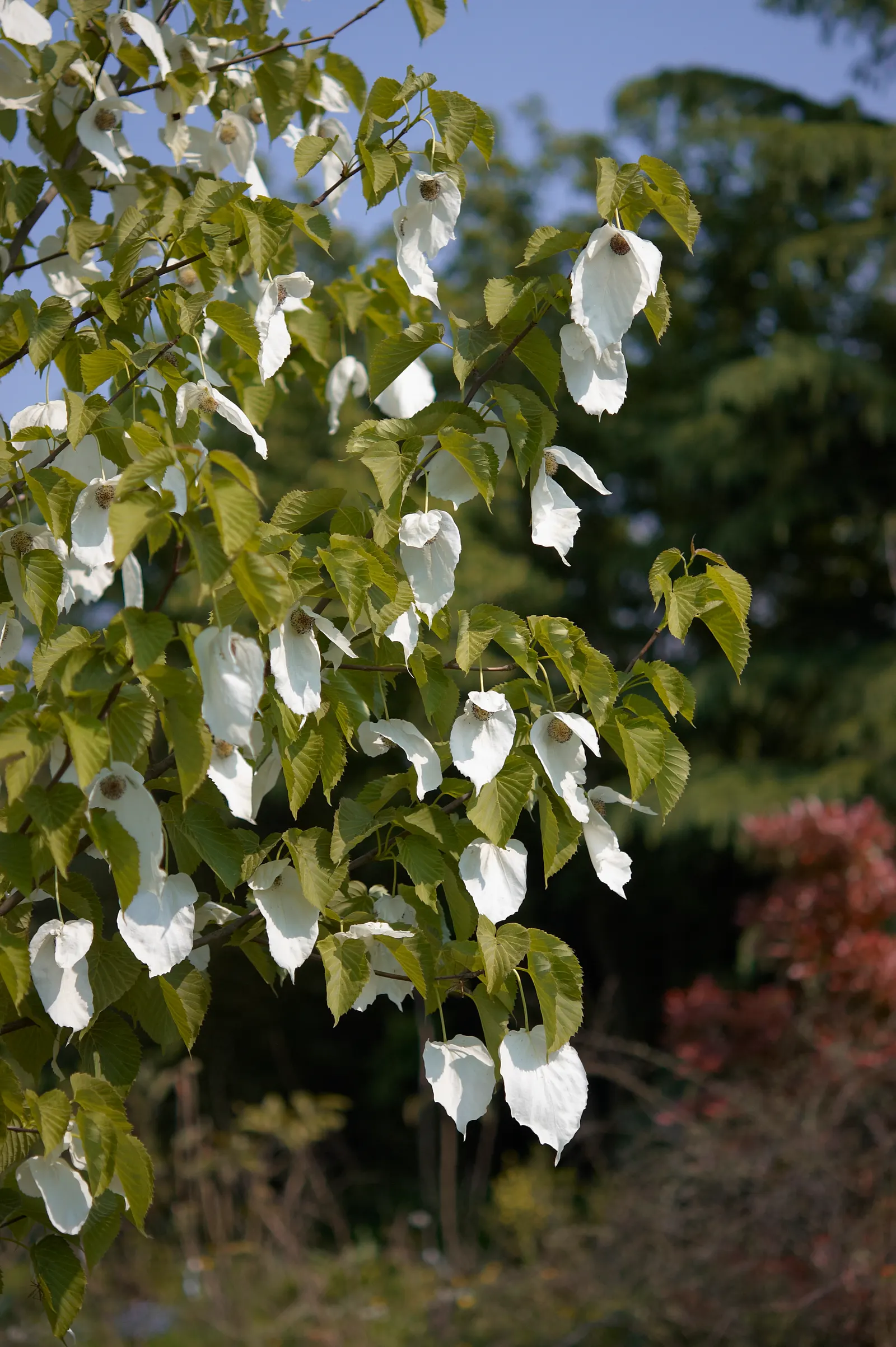 Dove Tree, Hankerchief Tree (Davidia Involucrata) — inconspicuous purple to reddish clusters of flowers; commonly known as the Dove Tree or Handkerchief Tree