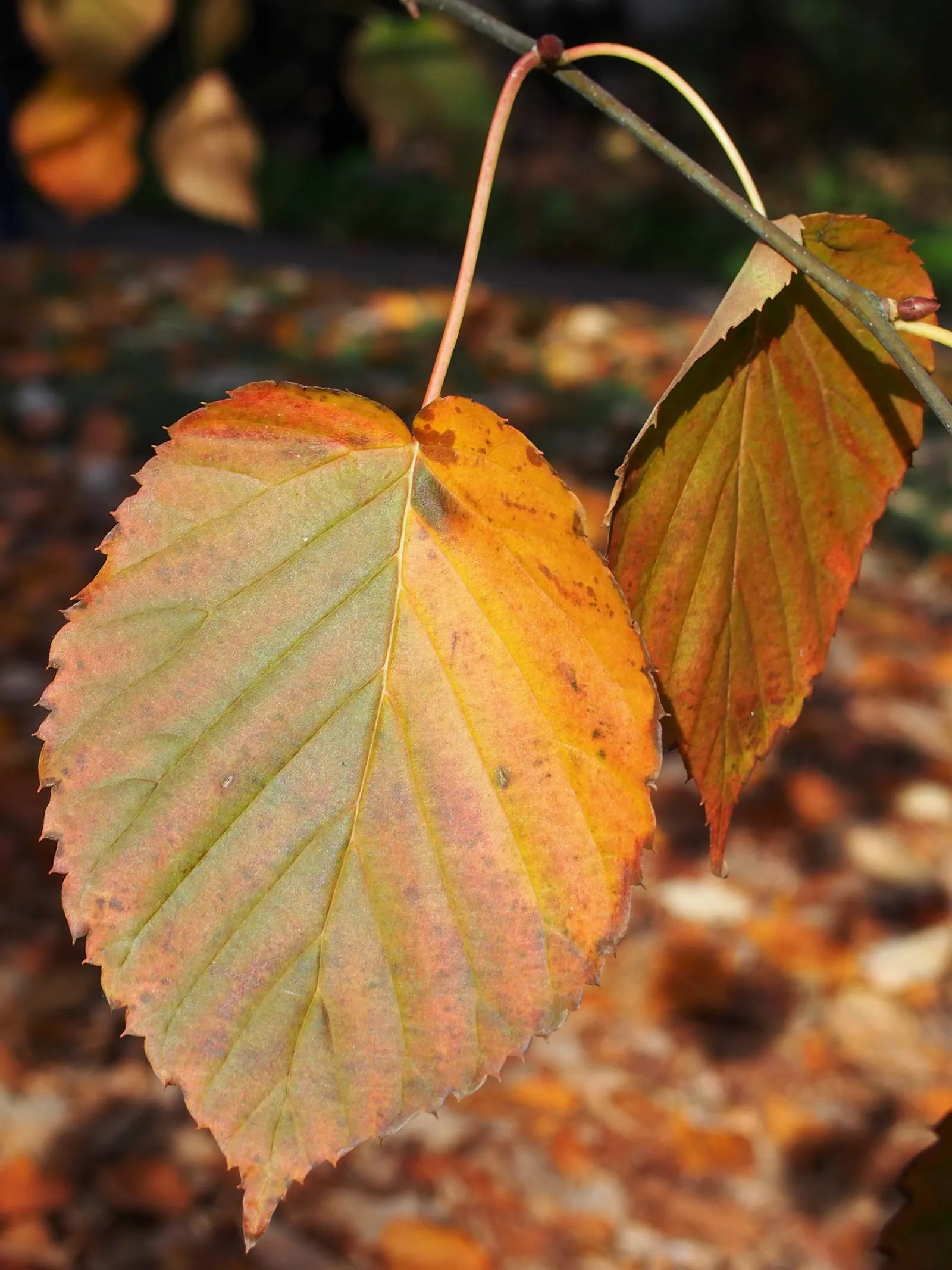 Dove Tree, Hankerchief Tree (Davidia Involucrata) — renowned for its unique white bracts resembling handkerchiefs or fluttering doves; it thrives in full sun