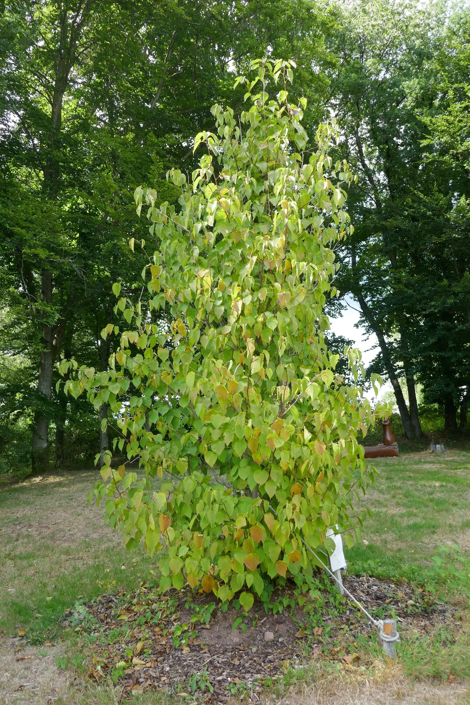 Dove Tree, Hankerchief Tree (Davidia Involucrata) — loamy soil with a slightly acidic to neutral pH; tree for full or half