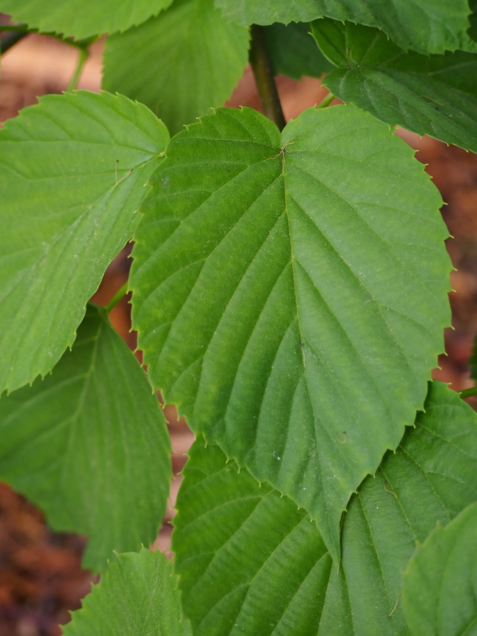 Dove Tree, Hankerchief Tree (Davidia Involucrata) — is a deciduous ornamental tree; white bracts that dangle from the branches in late spring, image 60
