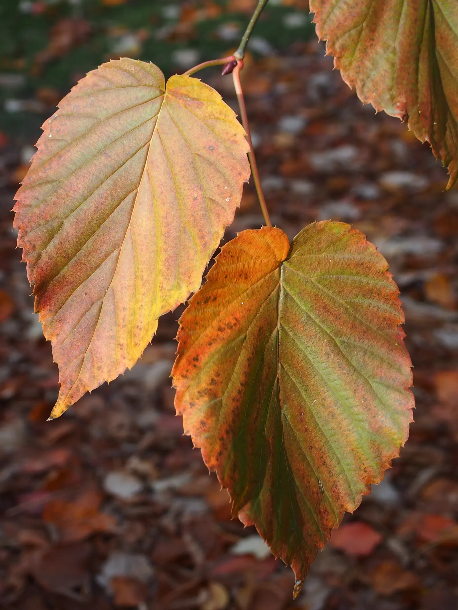 Dove Tree, Hankerchief Tree (Davidia Involucrata) — commonly known as Dove or Handkerchief Tree; it typically reaches heights of 20-40 feet with a similar