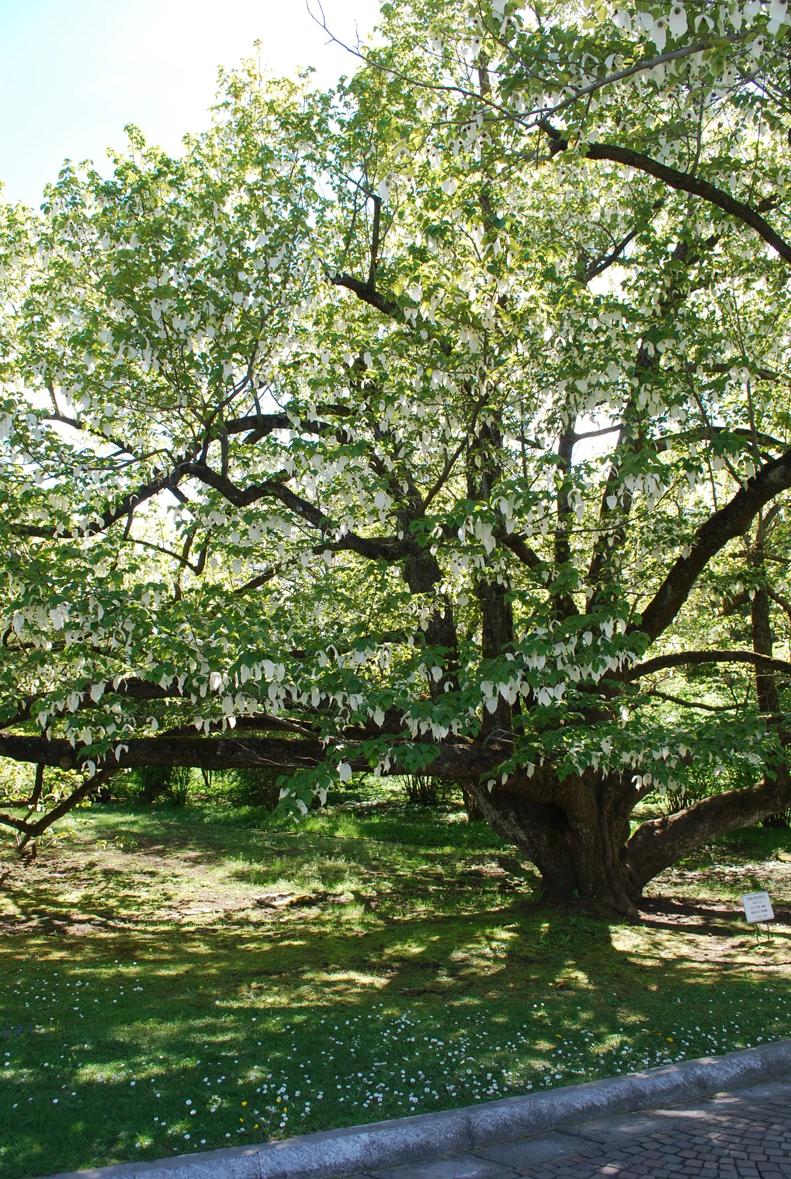 Dove Tree, Hankerchief Tree (Davidia Involucrata) — It is slow-growing, adding an exotic touch to temperate landscapes