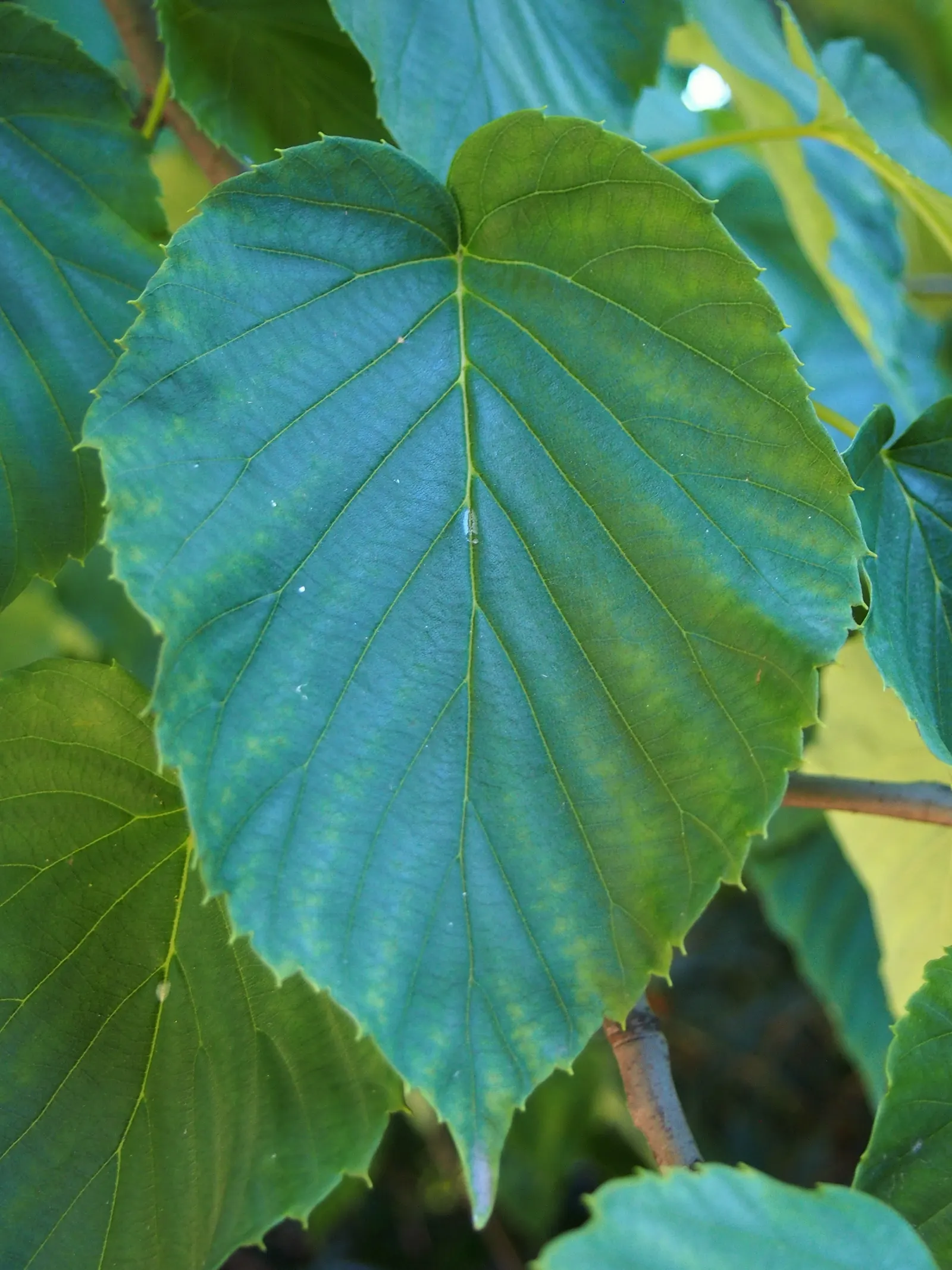 Dove Tree, Hankerchief Tree (Davidia Involucrata) — creating a visually dramatic effect.<br><br>For optimal growth, image 73
