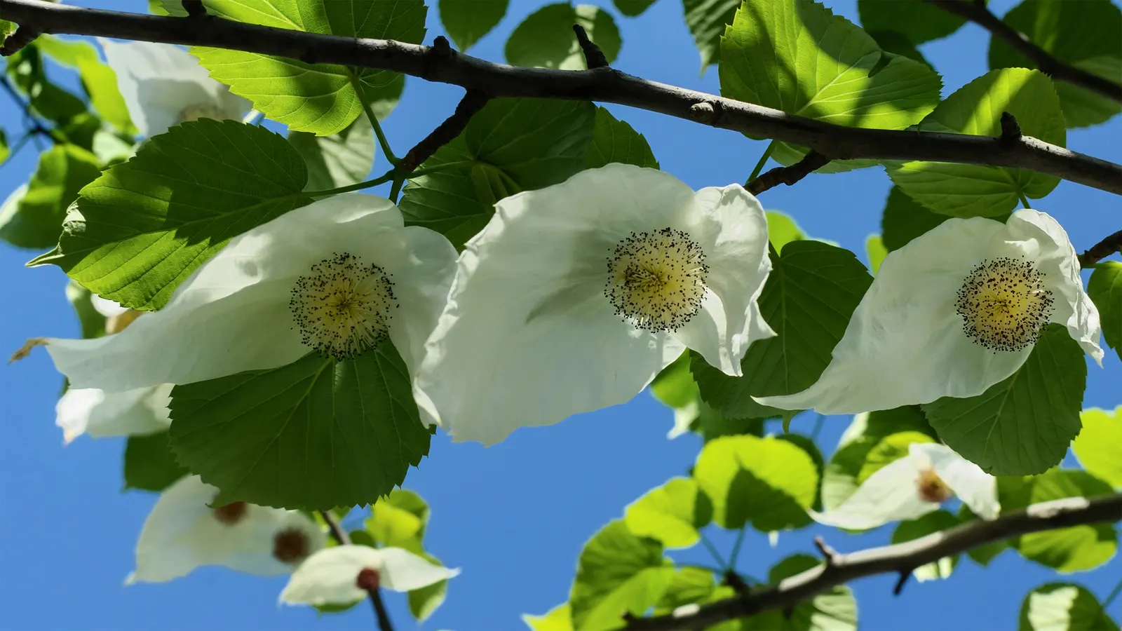 Dove Tree, Hankerchief Tree (Davidia Involucrata) — often taking several years to bloom
