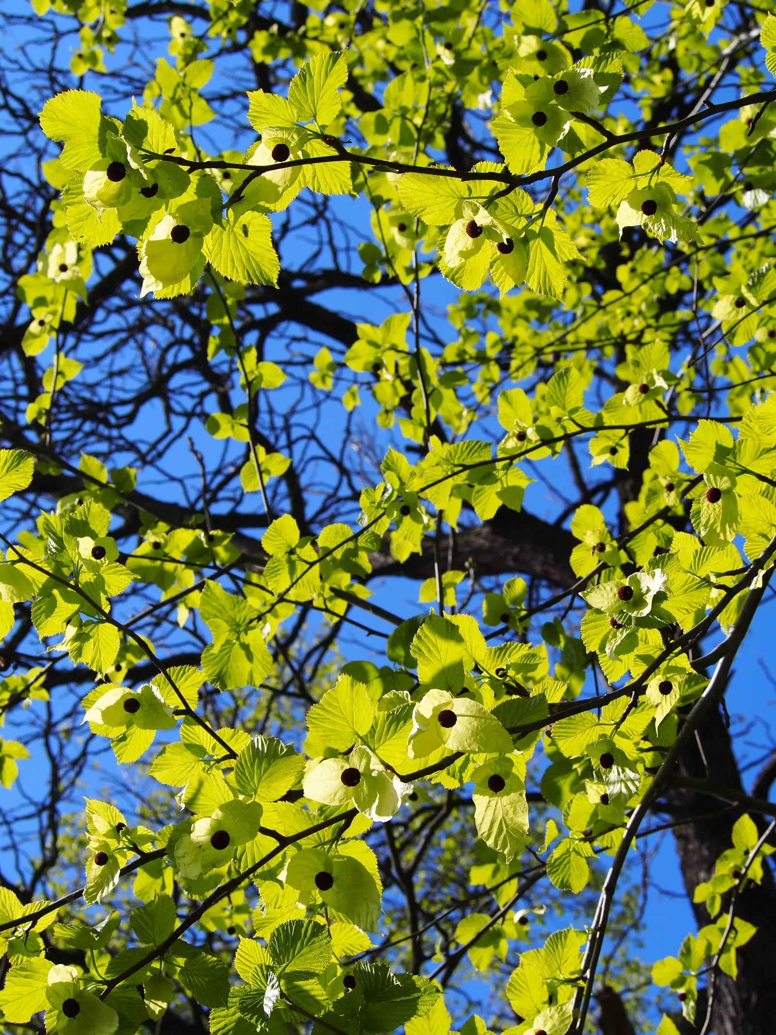 Dove Tree, Hankerchief Tree (Davidia Involucrata) — Its spring bloom offers a spectacular display; native to the woodlands of central China