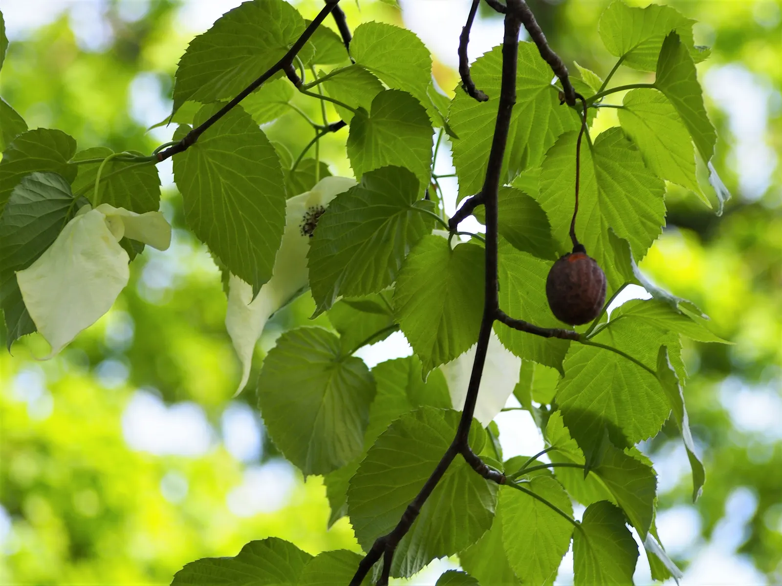 Dove Tree, Hankerchief Tree (Davidia Involucrata) — resembling handkerchiefs or fluttering doves; being relatively slow-growing