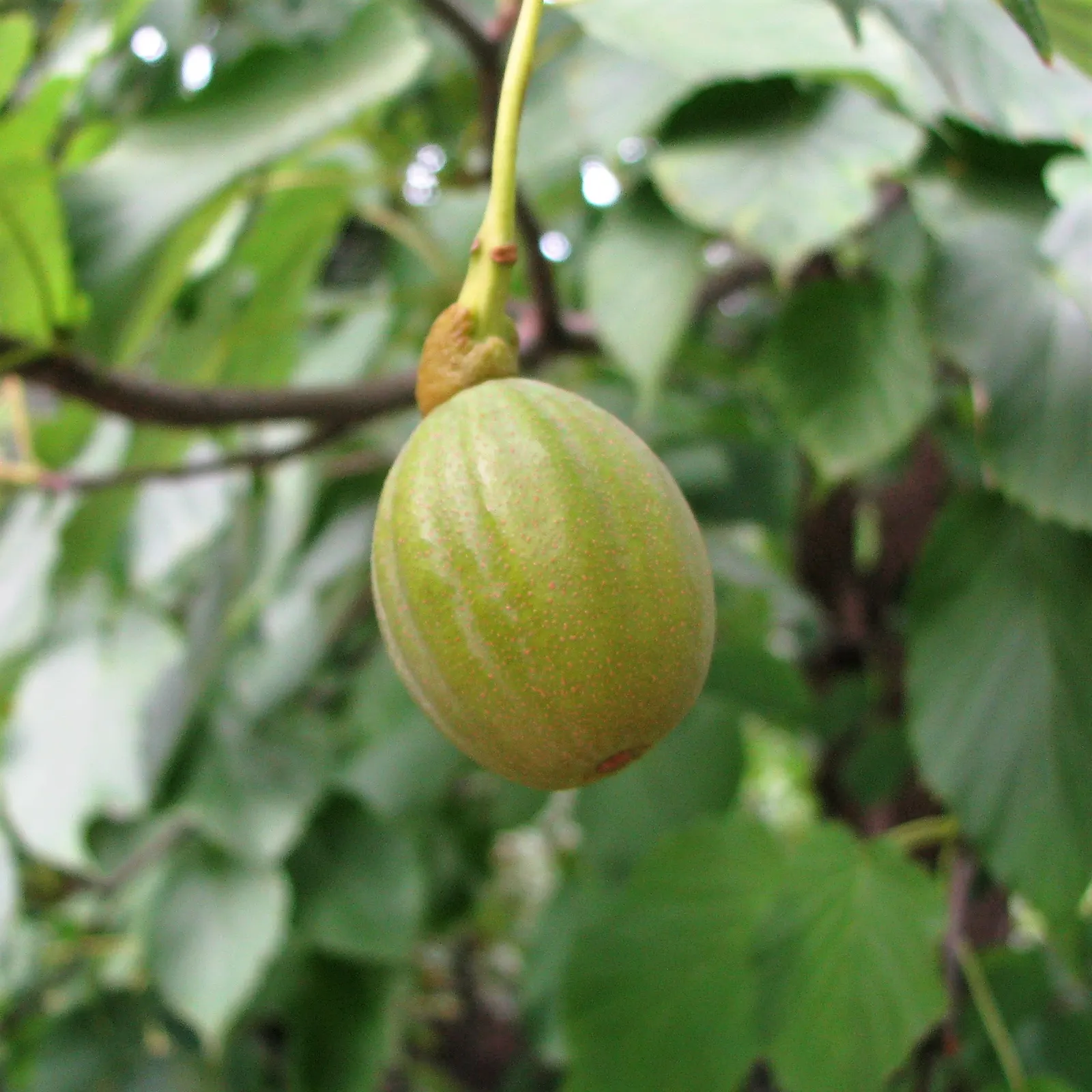 Dove Tree, Hankerchief Tree (Davidia Involucrata) — Native to the woodlands of central China; is a remarkable and distinctive deciduous tree known, image 68