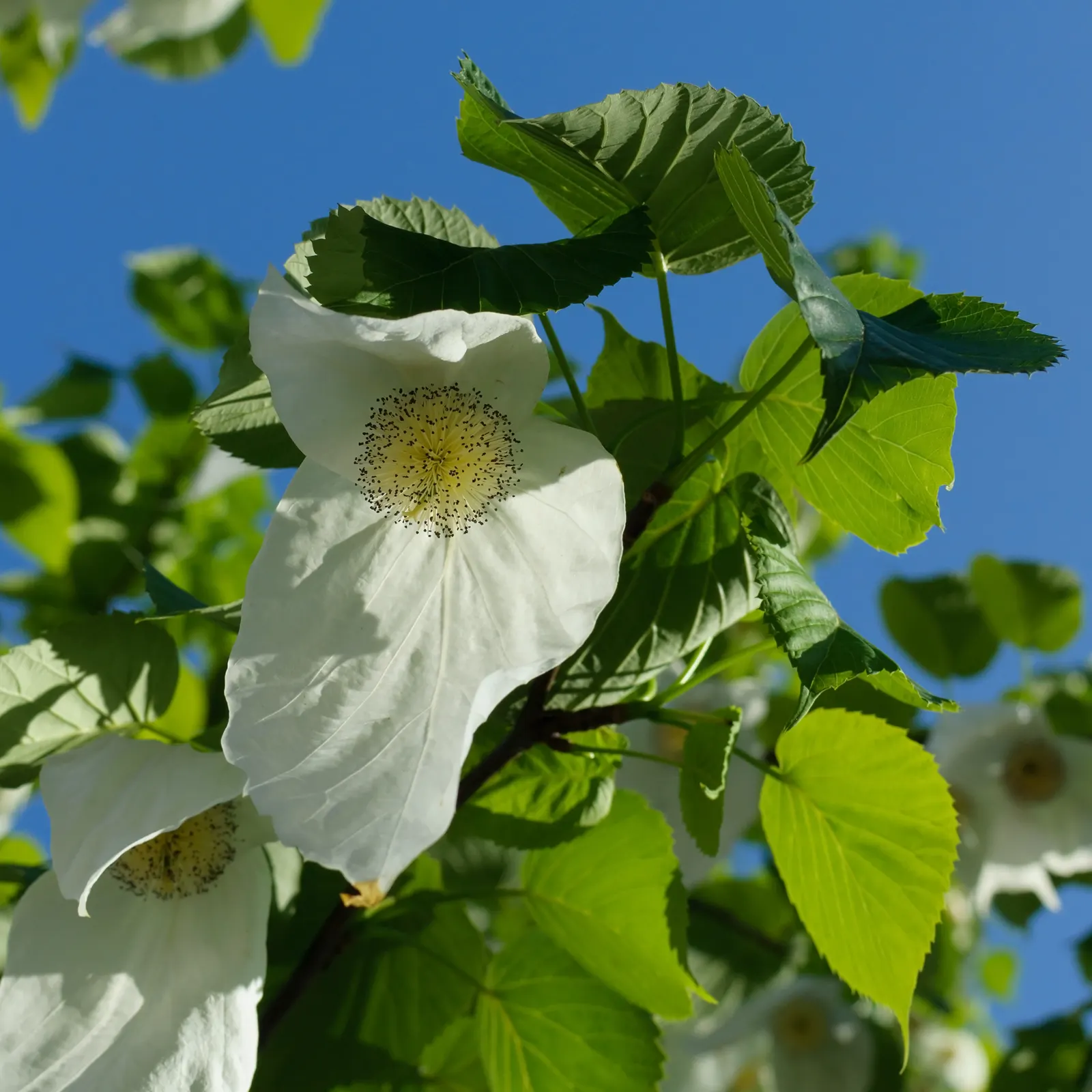 Dove Tree, Hankerchief Tree (Davidia Involucrata) — renowned for its unique white bracts resembling handkerchiefs or fluttering doves