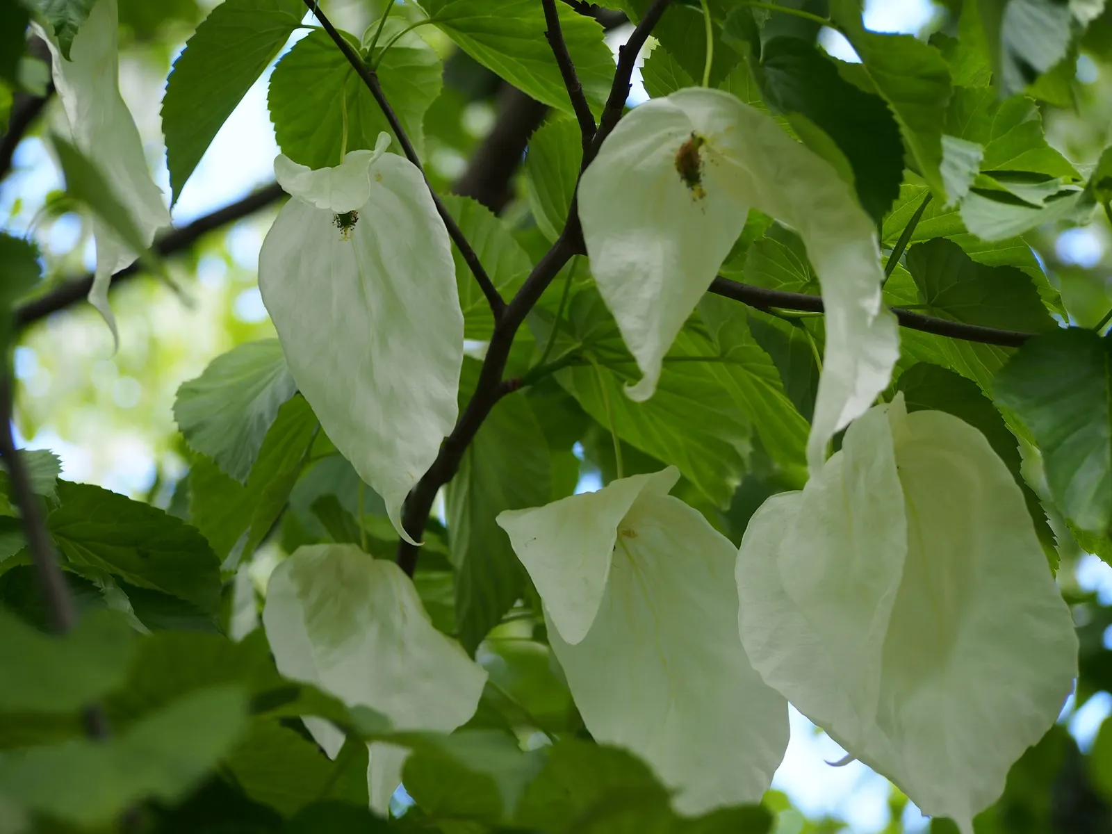 Dove Tree, Hankerchief Tree (Davidia Involucrata) — tree with white blooms; it is hardy in USDA Hardiness Zones 6 through 8.<br><br>The tree's ovate to