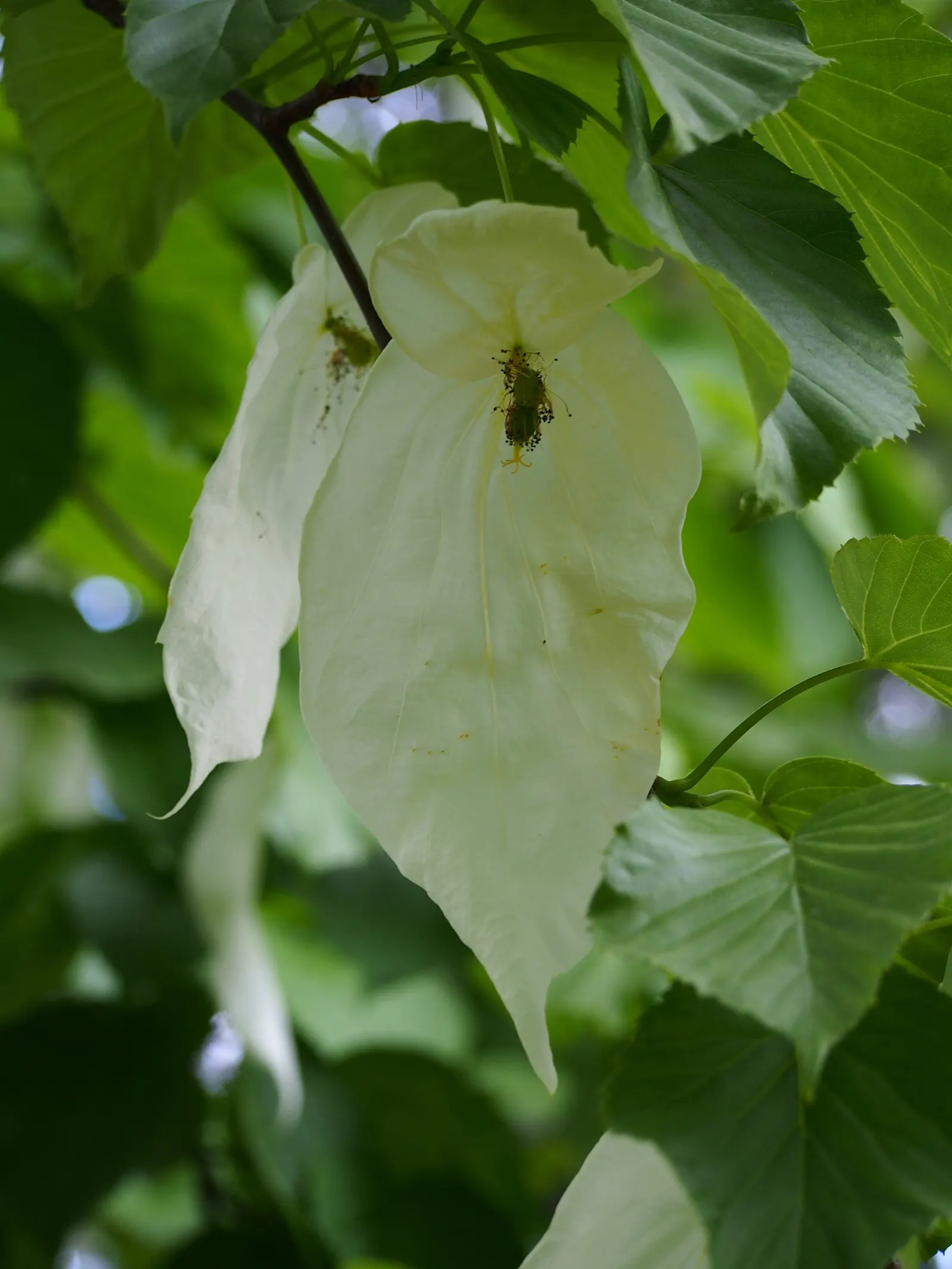 Dove Tree, Hankerchief Tree (Davidia Involucrata) — It is hardy in USDA Hardiness Zones 6 through 8.<br><br>The tree's ovate to heart-shaped leaves, image 48