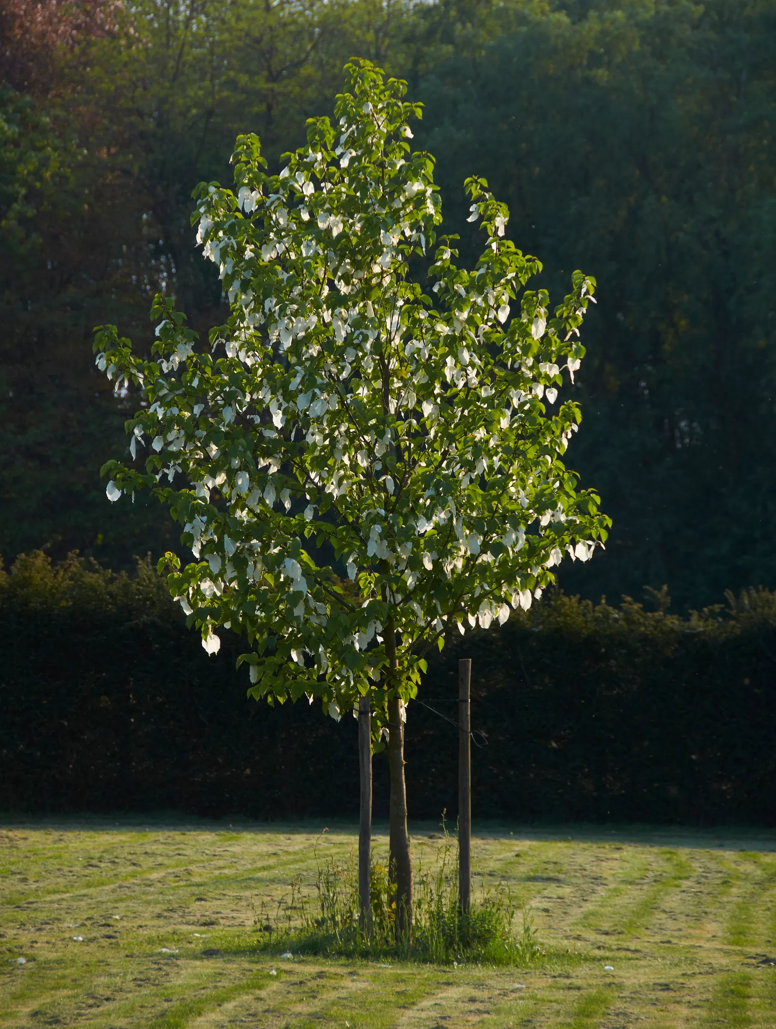 Dove Tree, Hankerchief Tree (Davidia Involucrata) — It typically reaches heights of 20-40 feet with a similar spread; often taking several years to bloom