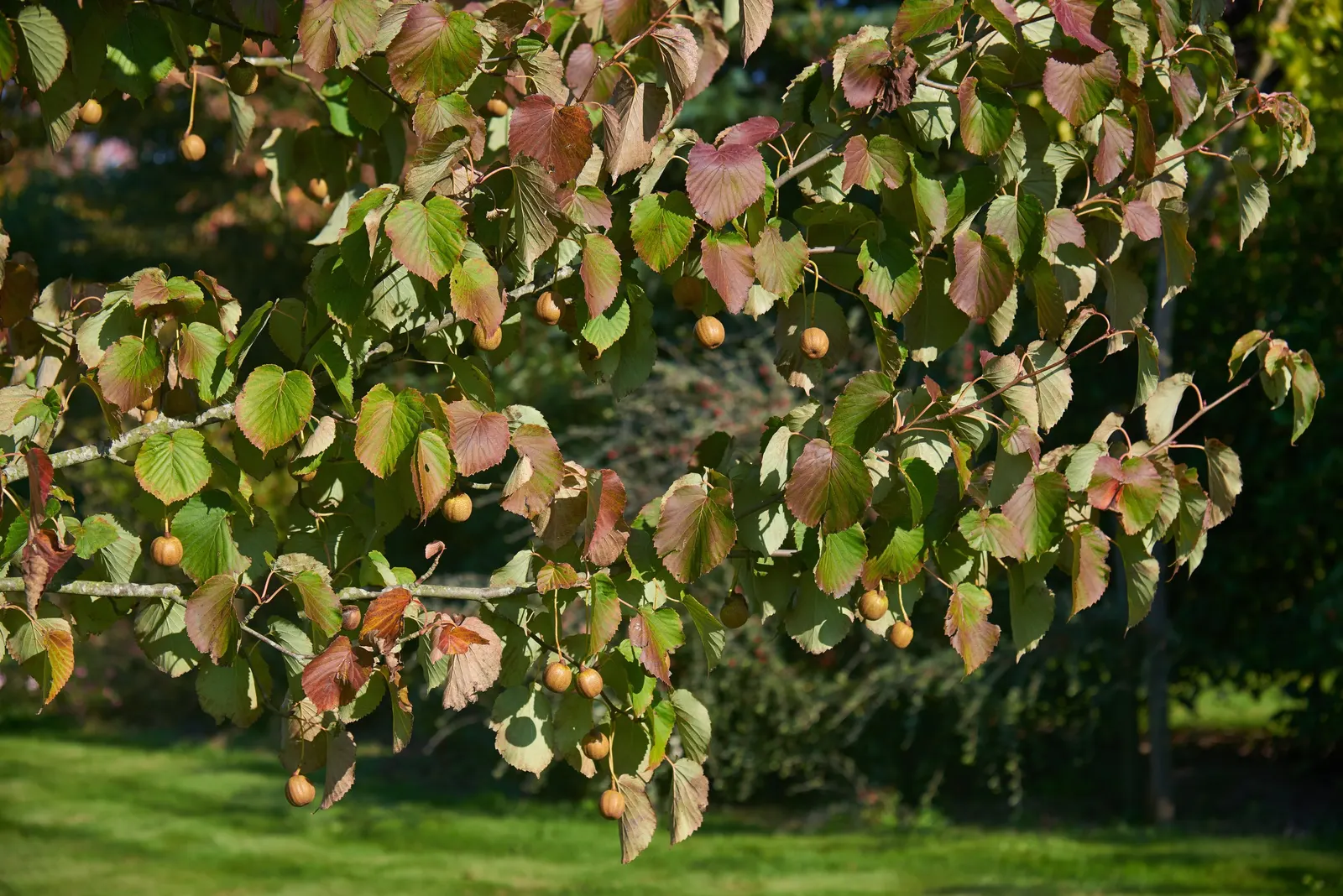 Dove Tree, Hankerchief Tree (Davidia Involucrata) — Its spring bloom offers a spectacular display; native to the woodlands of central China, image 64