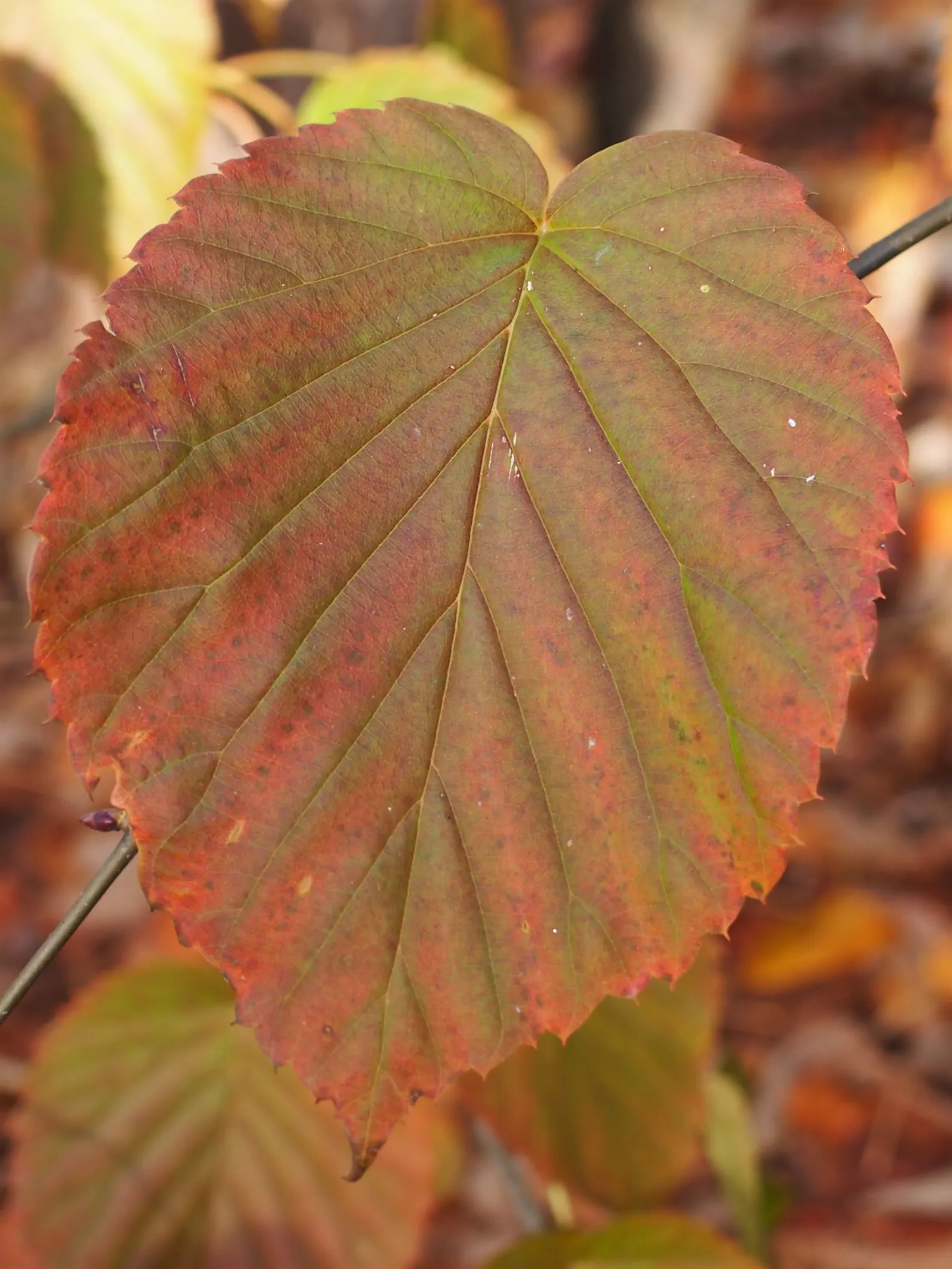 Dove Tree, Hankerchief Tree (Davidia Involucrata) — the Dove Tree prefers well-drained