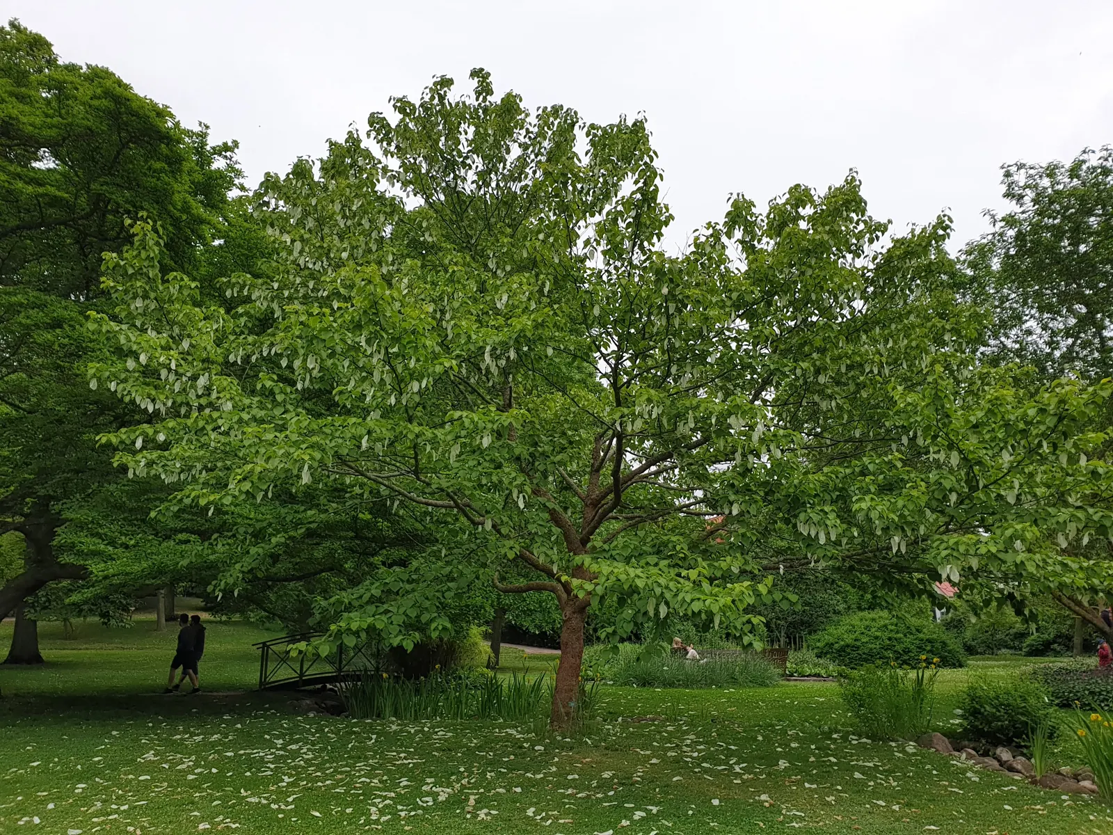 Dove Tree, Hankerchief Tree (Davidia Involucrata) — turn to a pale yellow or brownish color in fall; tree with white blooms, image 79