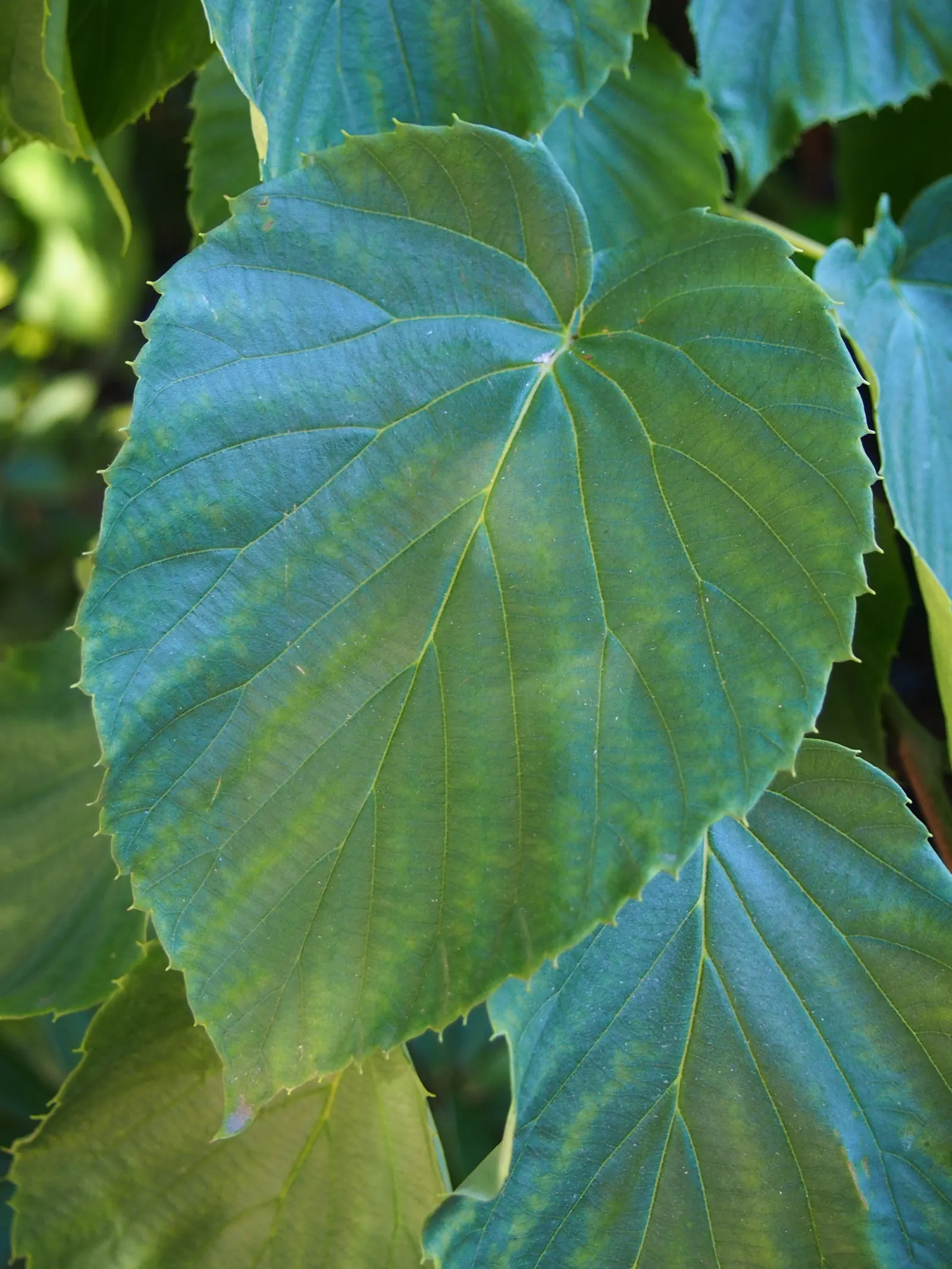 Dove Tree, Hankerchief Tree (Davidia Involucrata) — Ideal in USDA zones 6-8, it thrives in moist, well-drained soil, preferring partial to full sun
