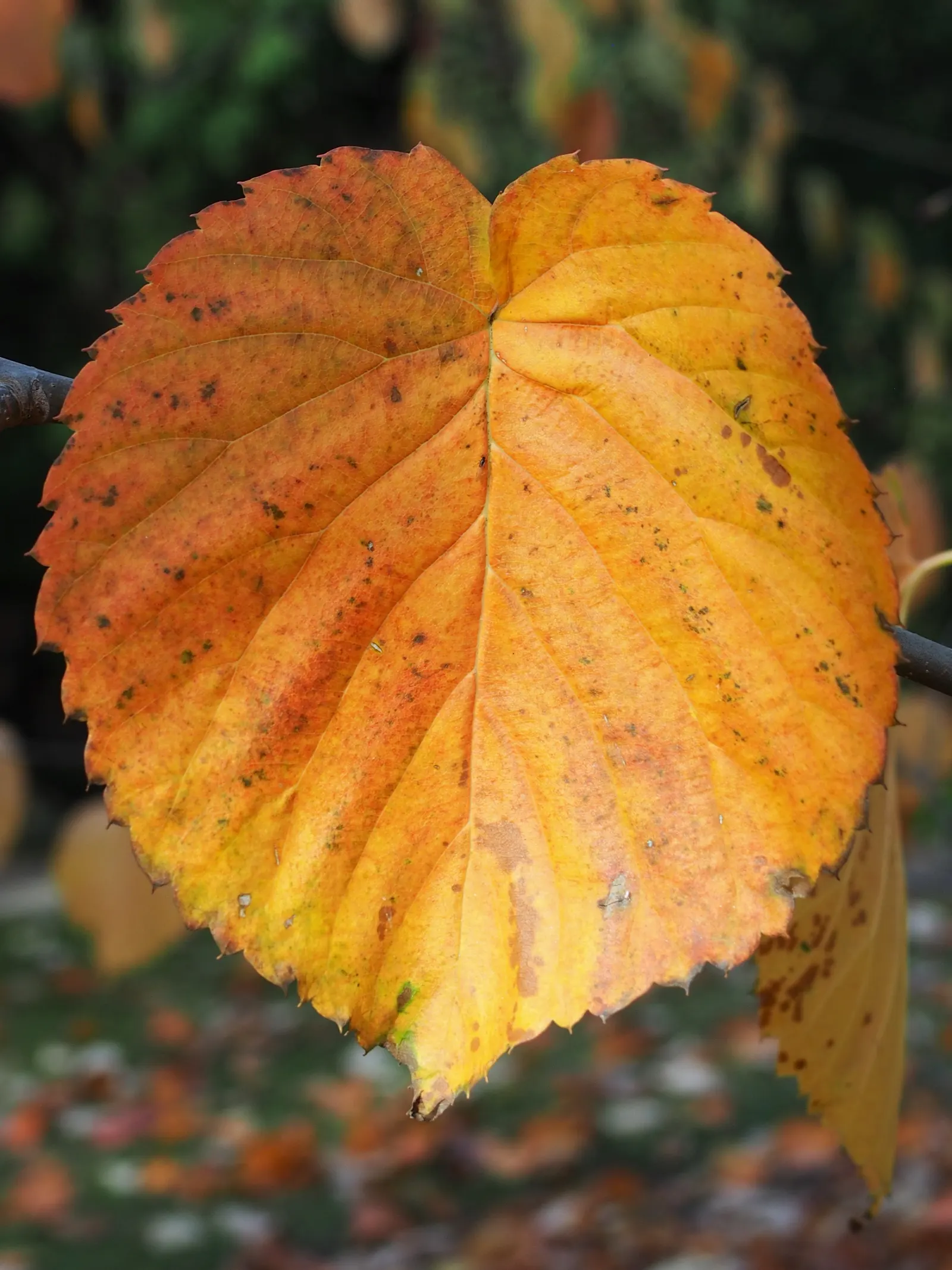 Dove Tree, Hankerchief Tree (Davidia Involucrata) — white flowers in the garden