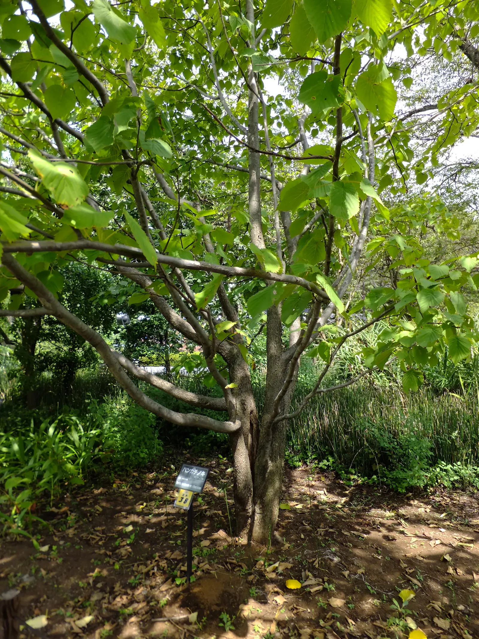 Dove Tree, Hankerchief Tree (Davidia Involucrata) — loamy soil with a slightly acidic to neutral pH; tree for full or half, image 75