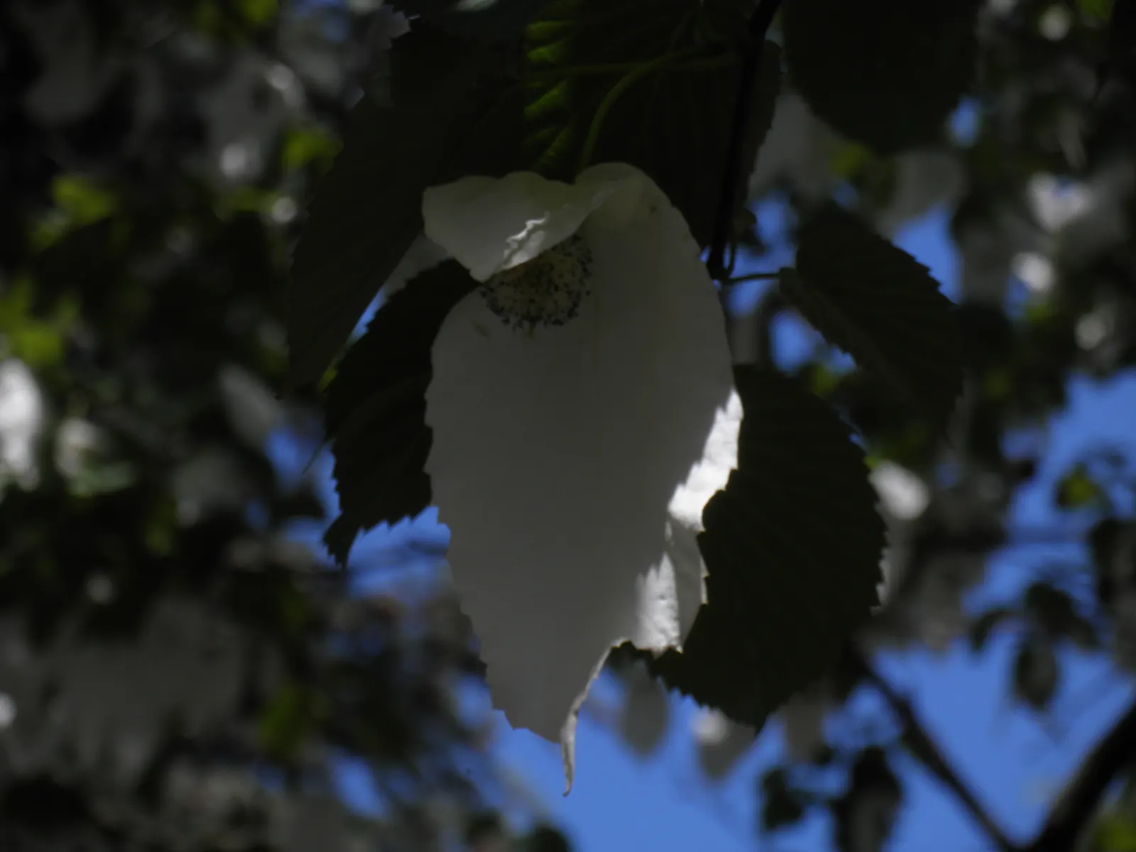 Dove Tree, Hankerchief Tree (Davidia Involucrata) — It thrives in full sun to partial shade and requires regular watering, particularly in dry, image 76