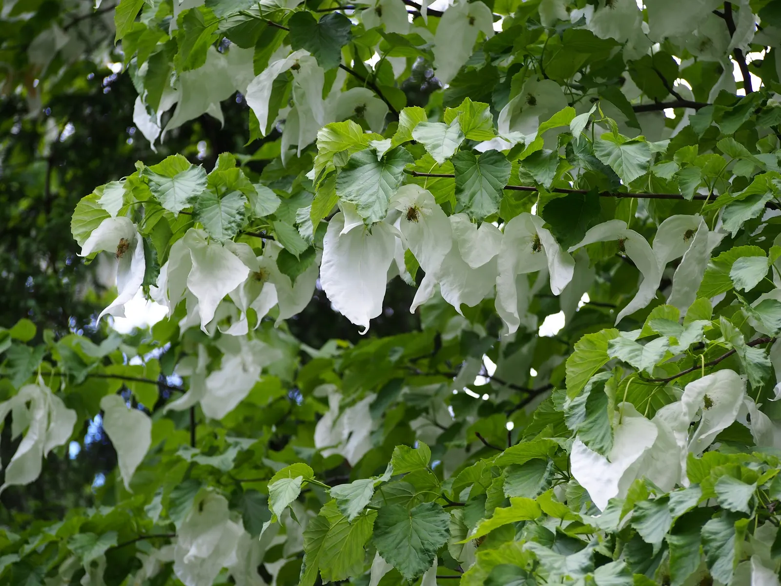 Dove Tree, Hankerchief Tree (Davidia Involucrata) — Native to the woodlands of central China; is a remarkable and distinctive deciduous tree known for its
