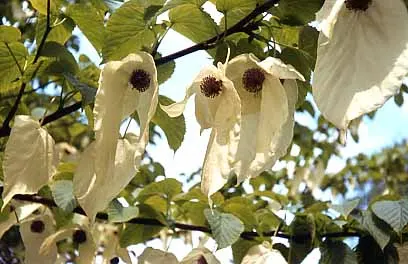Dove Tree, Hankerchief Tree (Davidia Involucrata) — It is slow-growing, adding an exotic touch to temperate landscapes; loamy soil with a slightly acidic to