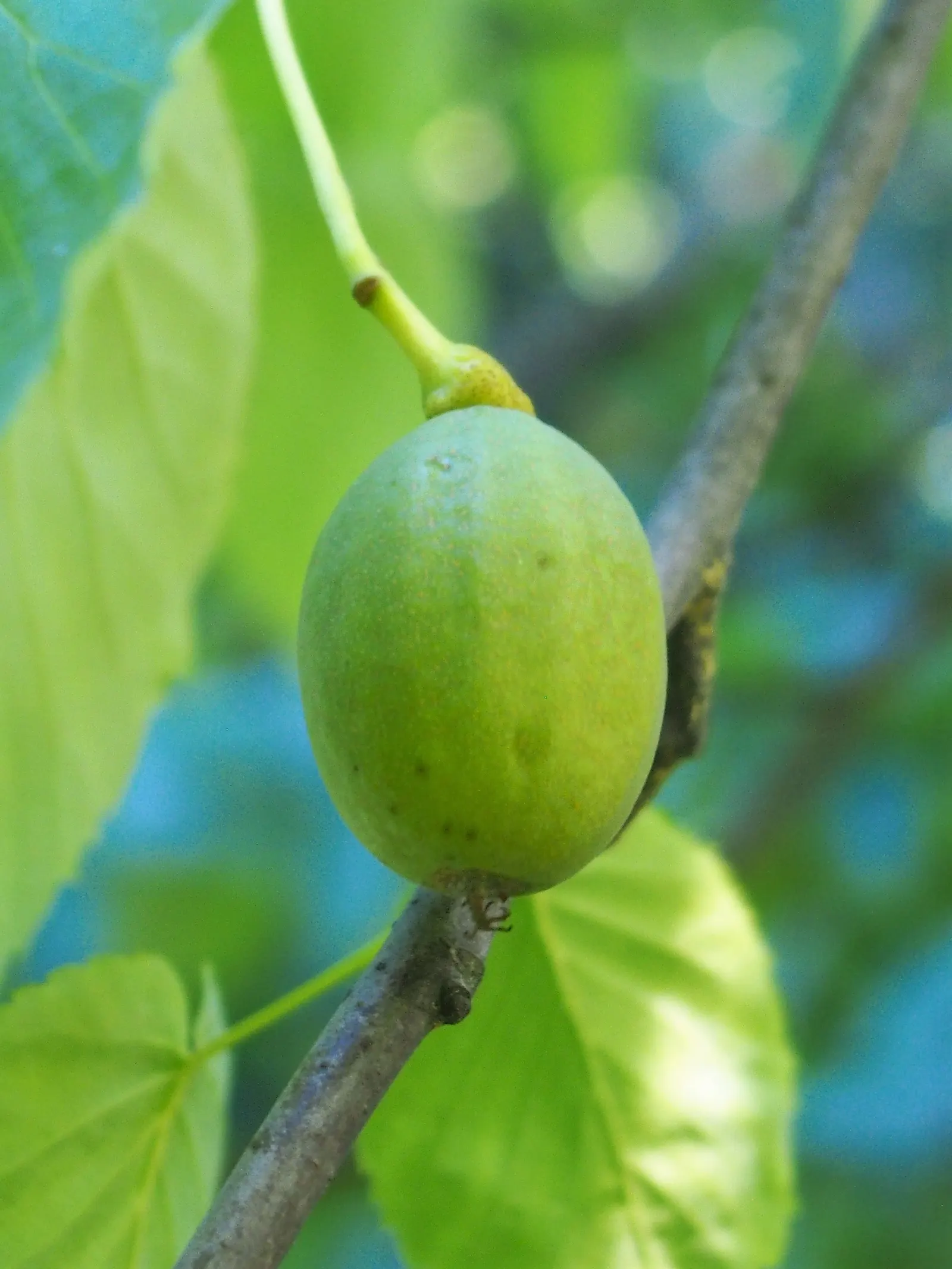 Dove Tree, Hankerchief Tree (Davidia Involucrata) — commonly known as Dove or Handkerchief Tree