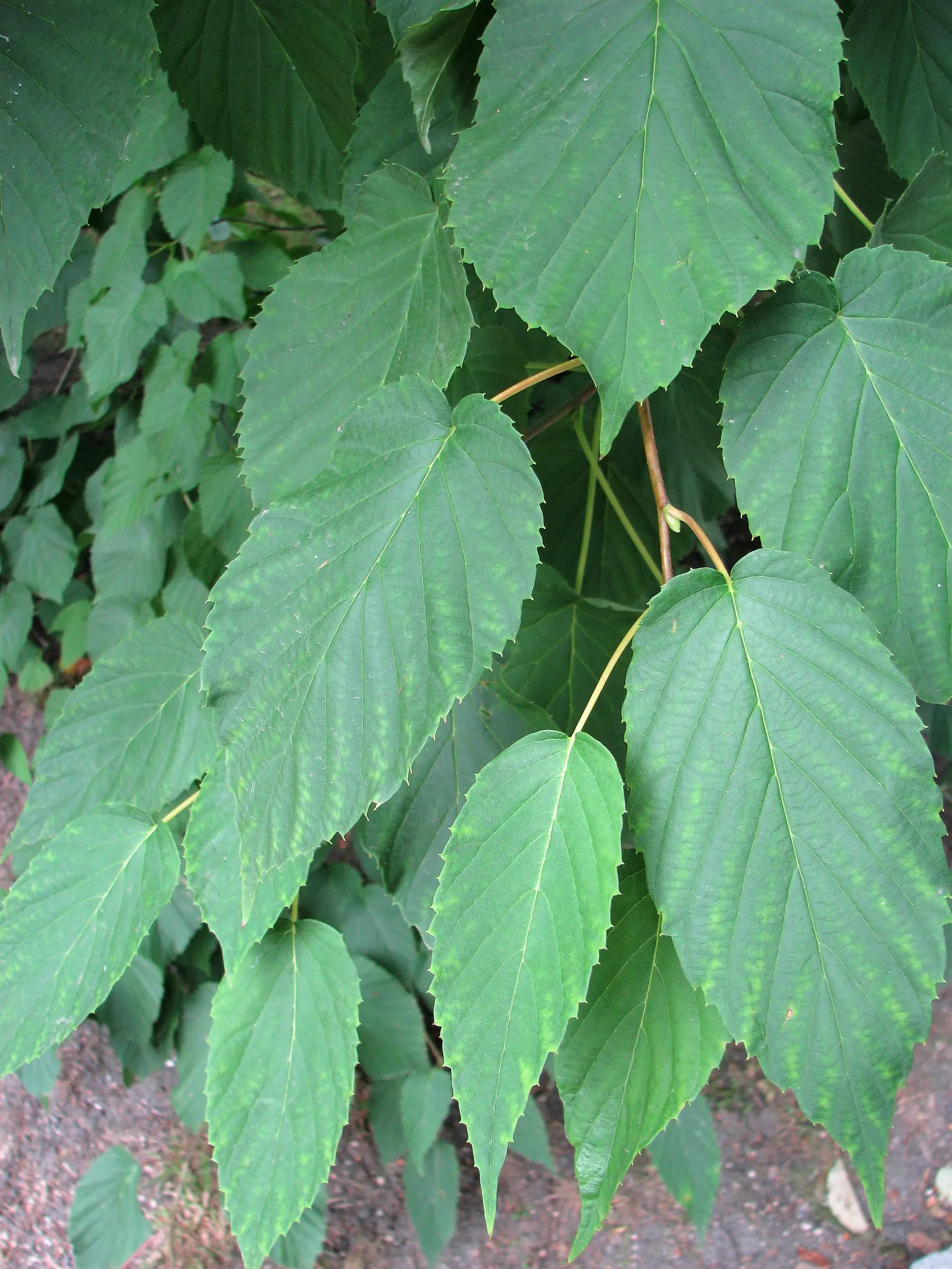 Dove Tree, Hankerchief Tree (Davidia Involucrata) — as large as 4 to 6 inches; turn to a pale yellow or brownish color in fall, image 78