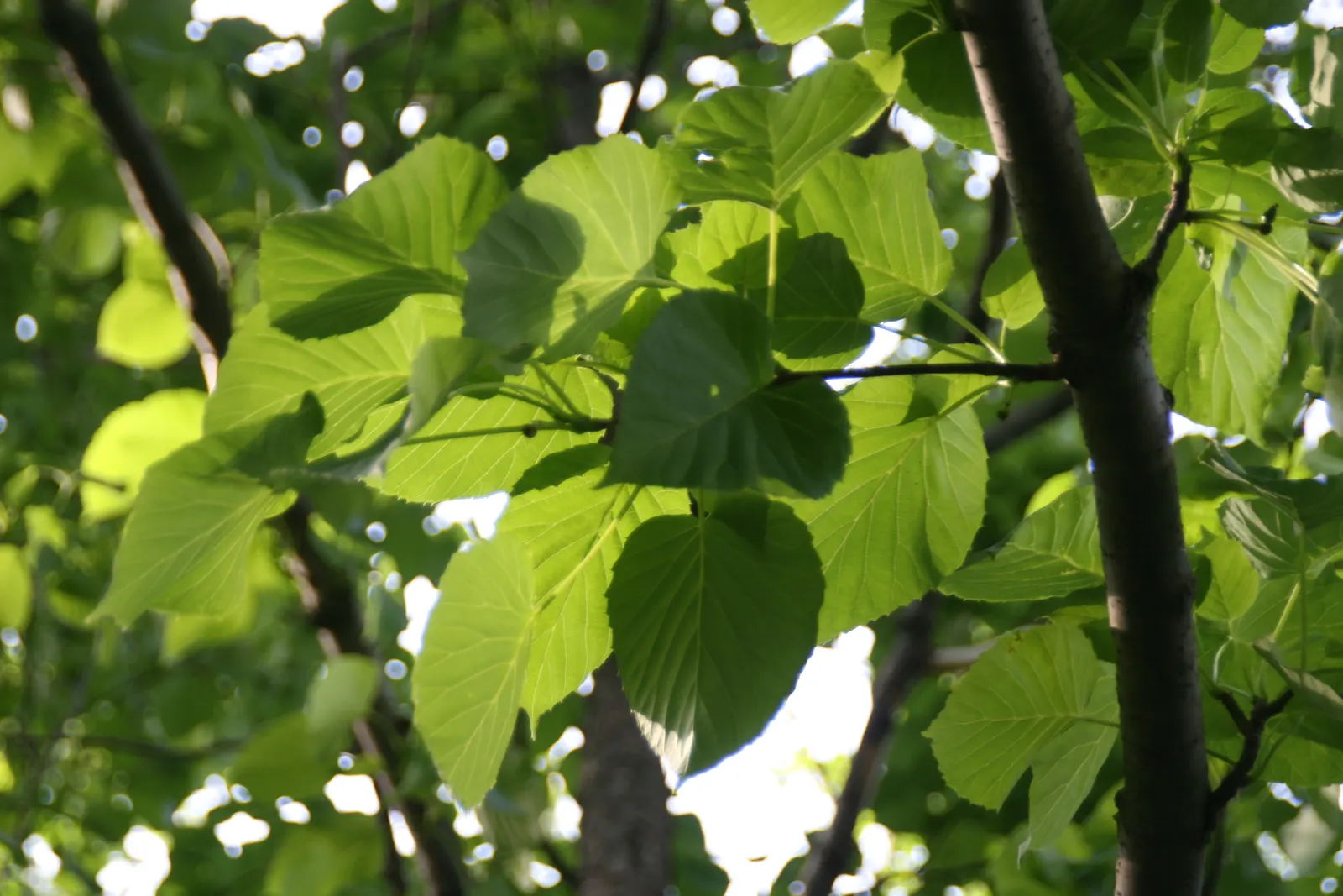 Dove Tree, Hankerchief Tree (Davidia Involucrata) — It is slow-growing, adding an exotic touch to temperate landscapes; loamy soil with a slightly, image 65