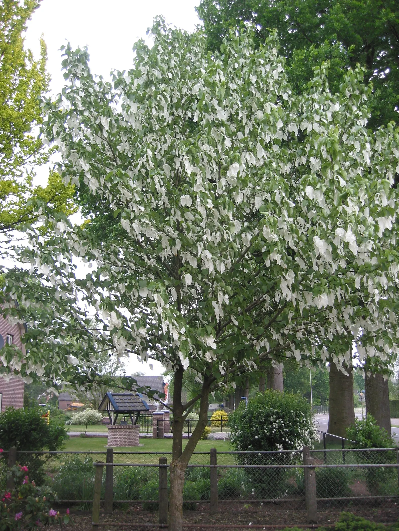 Dove Tree, Hankerchief Tree (Davidia Involucrata) — turn to a pale yellow or brownish color in fall