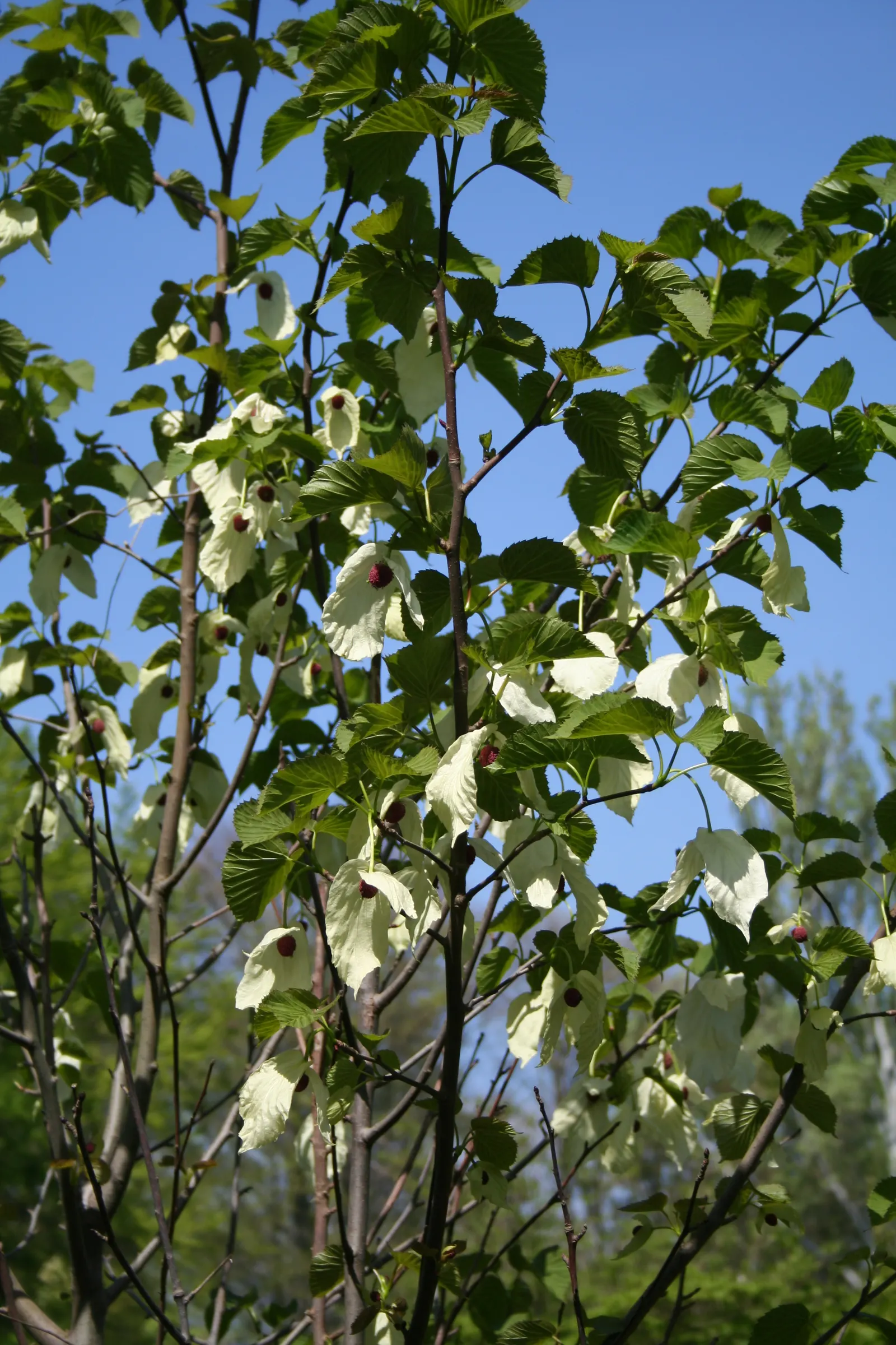 Dove Tree, Hankerchief Tree (Davidia Involucrata) — tree for full or half; but its exceptional beauty is well worth the wait