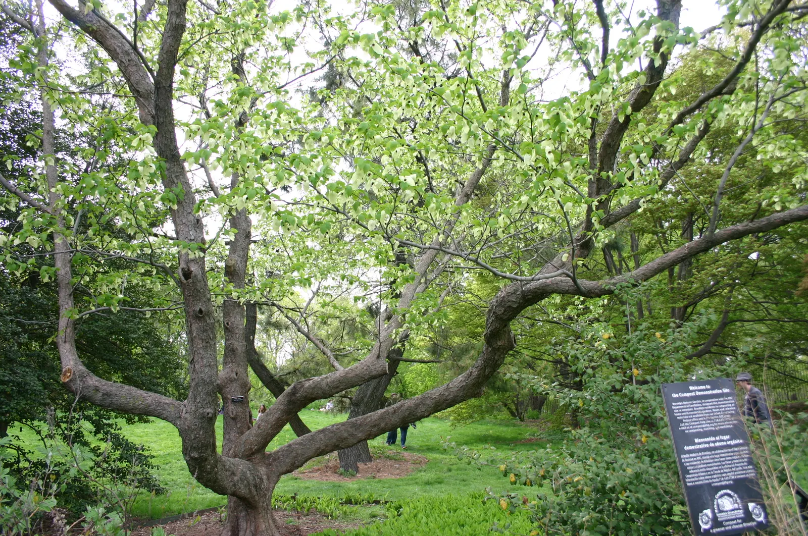 Dove Tree, Hankerchief Tree (Davidia Involucrata) — which can be up to 6 to 8 inches long
