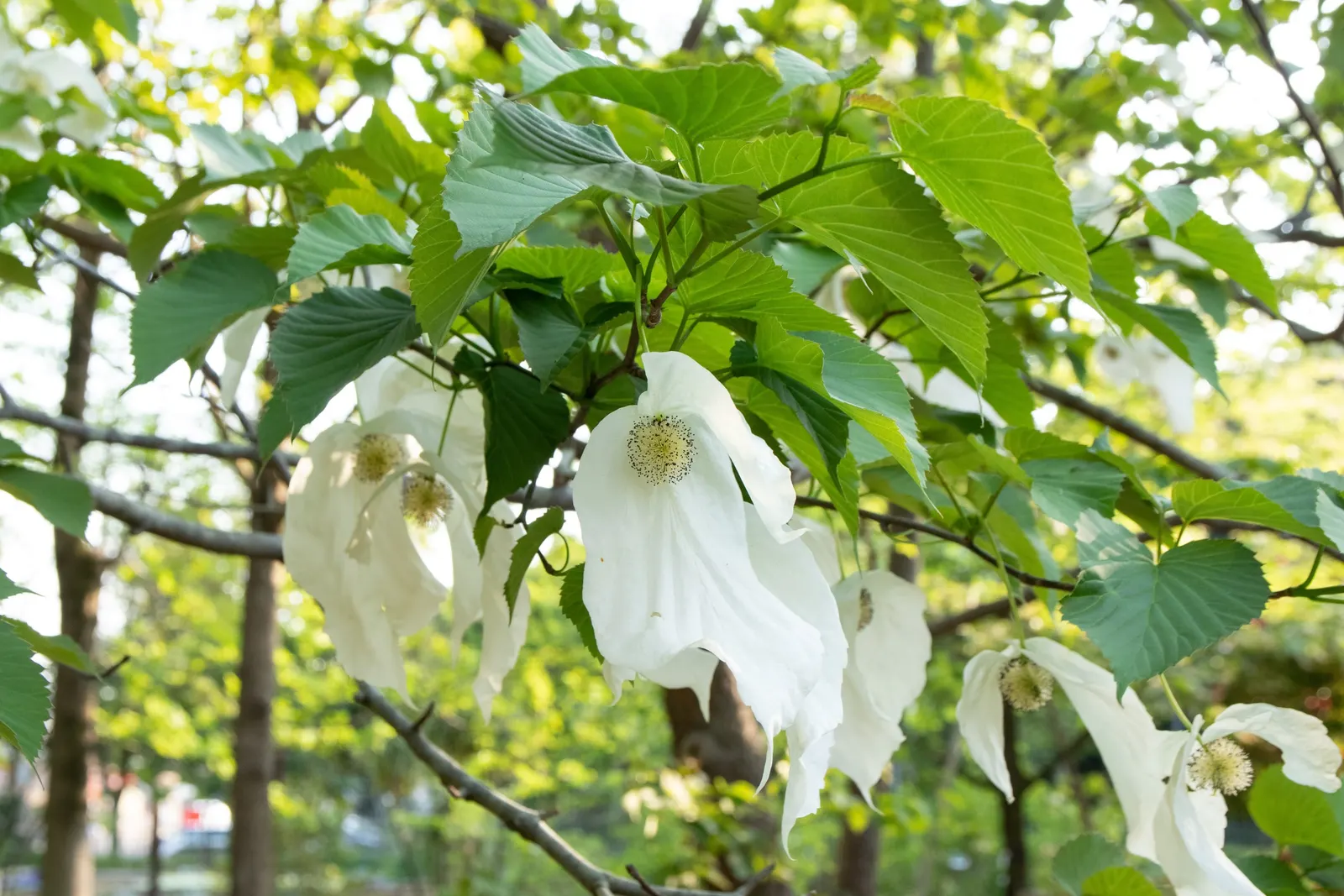 Dove Tree, Hankerchief Tree (Davidia Involucrata) — Being relatively slow-growing