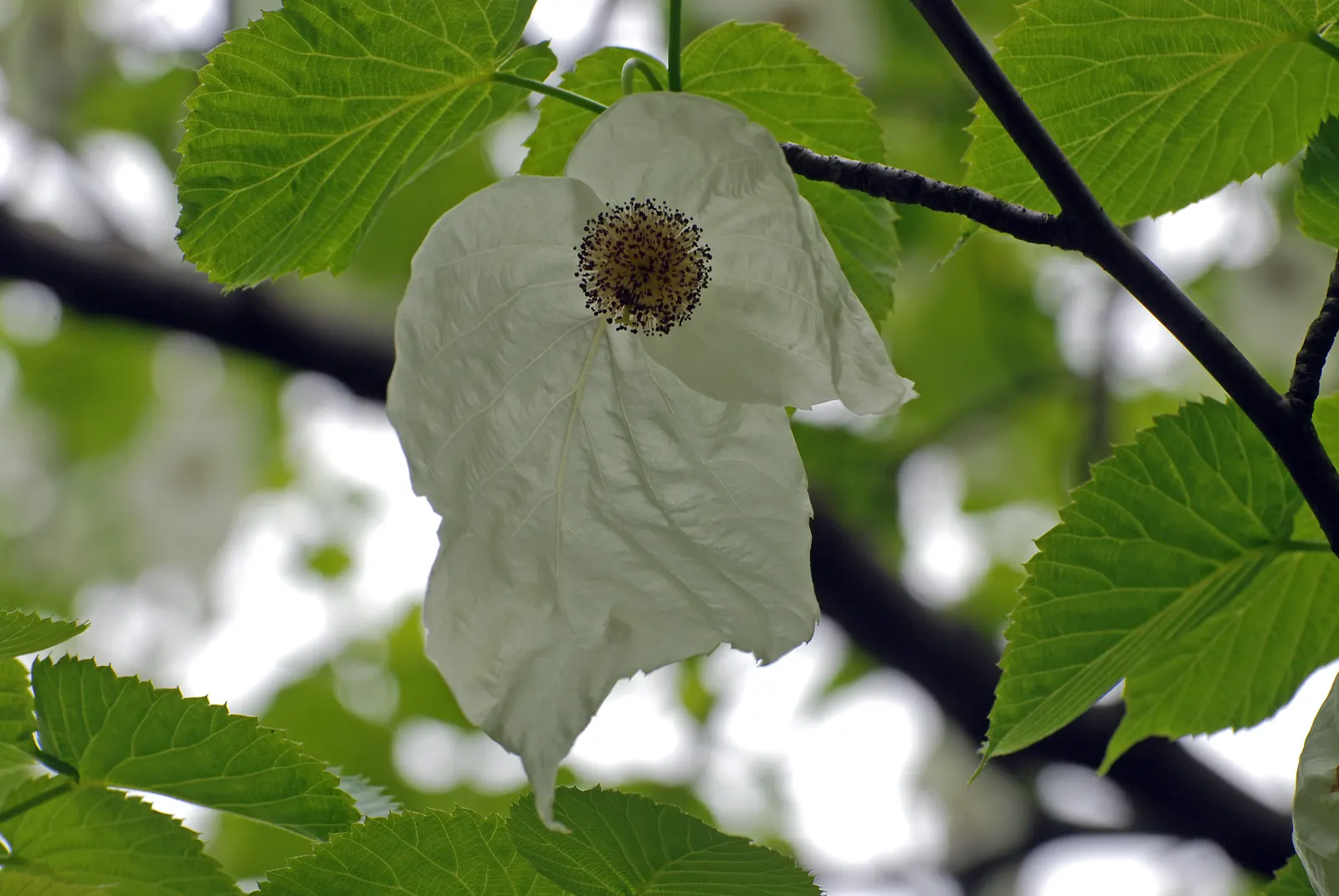Dove Tree, Hankerchief Tree (Davidia Involucrata) — loamy soil with a slightly acidic to neutral pH