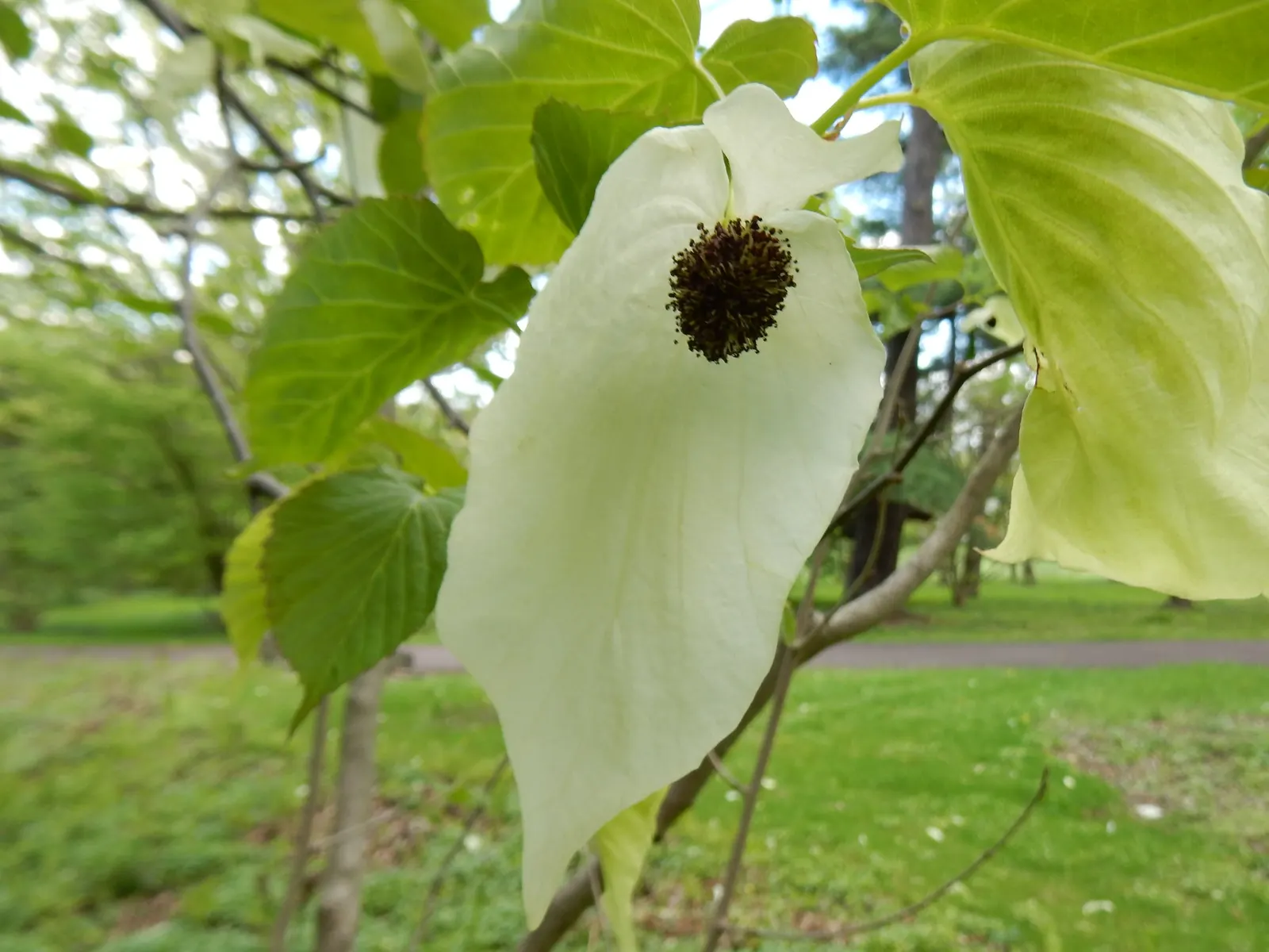 Dove Tree, Hankerchief Tree (Davidia Involucrata) — inconspicuous purple to reddish clusters of flowers; commonly known as the Dove Tree or, image 72