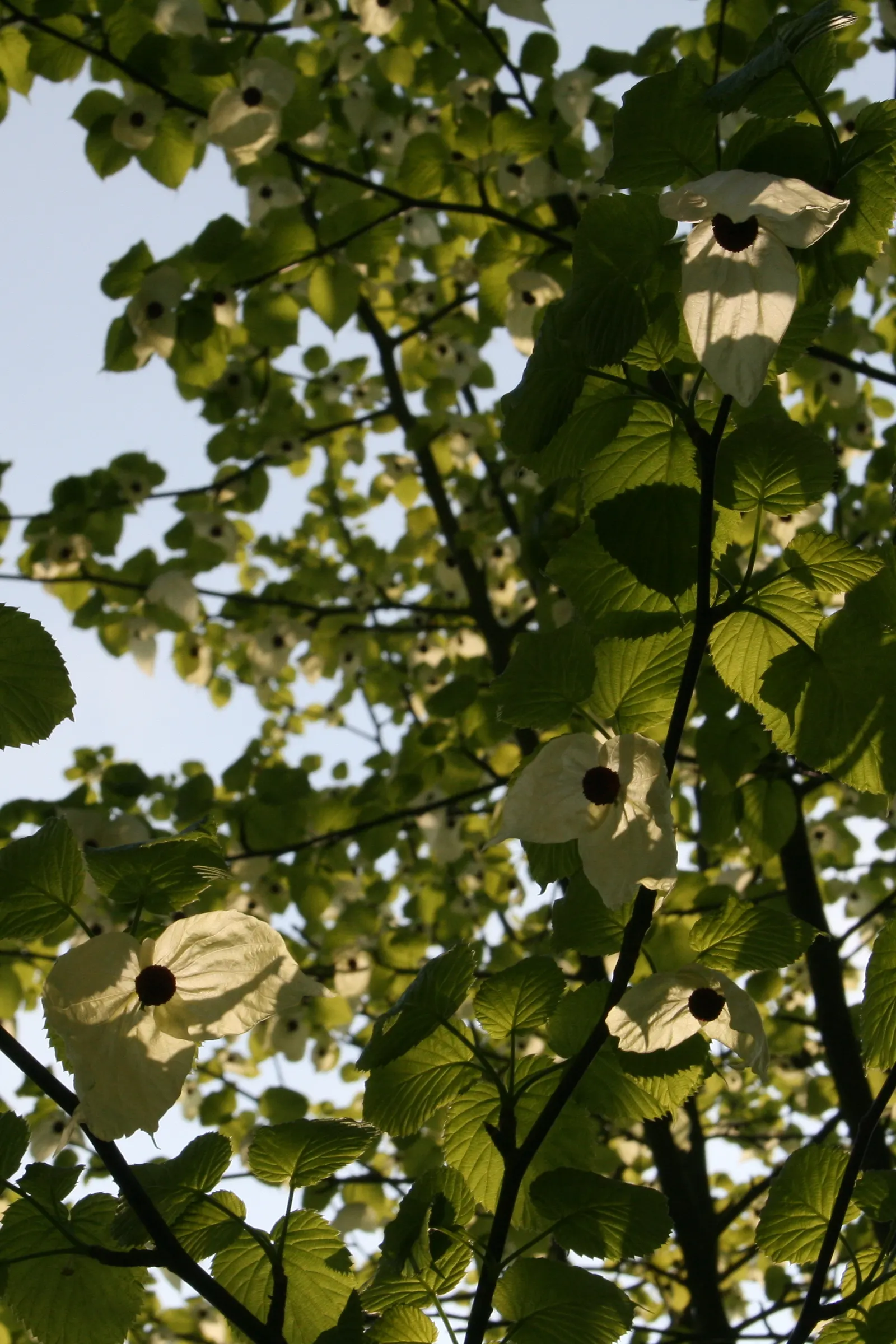 Dove Tree, Hankerchief Tree (Davidia Involucrata) — is a deciduous ornamental tree