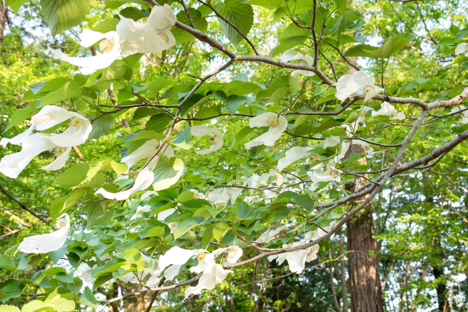 Dove Tree, Hankerchief Tree (Davidia Involucrata) — commonly known as the Dove Tree or Handkerchief Tree; the Dove Tree is an investment in the landscape