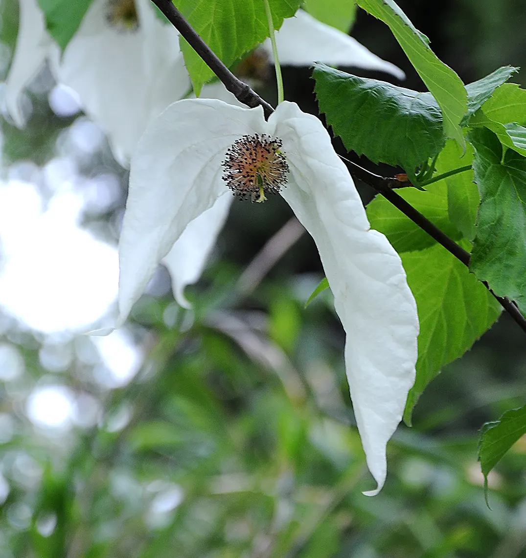 Dove Tree, Hankerchief Tree (Davidia Involucrata) — is a remarkable and distinctive deciduous tree known for its unique and enchanting springtime, image 67
