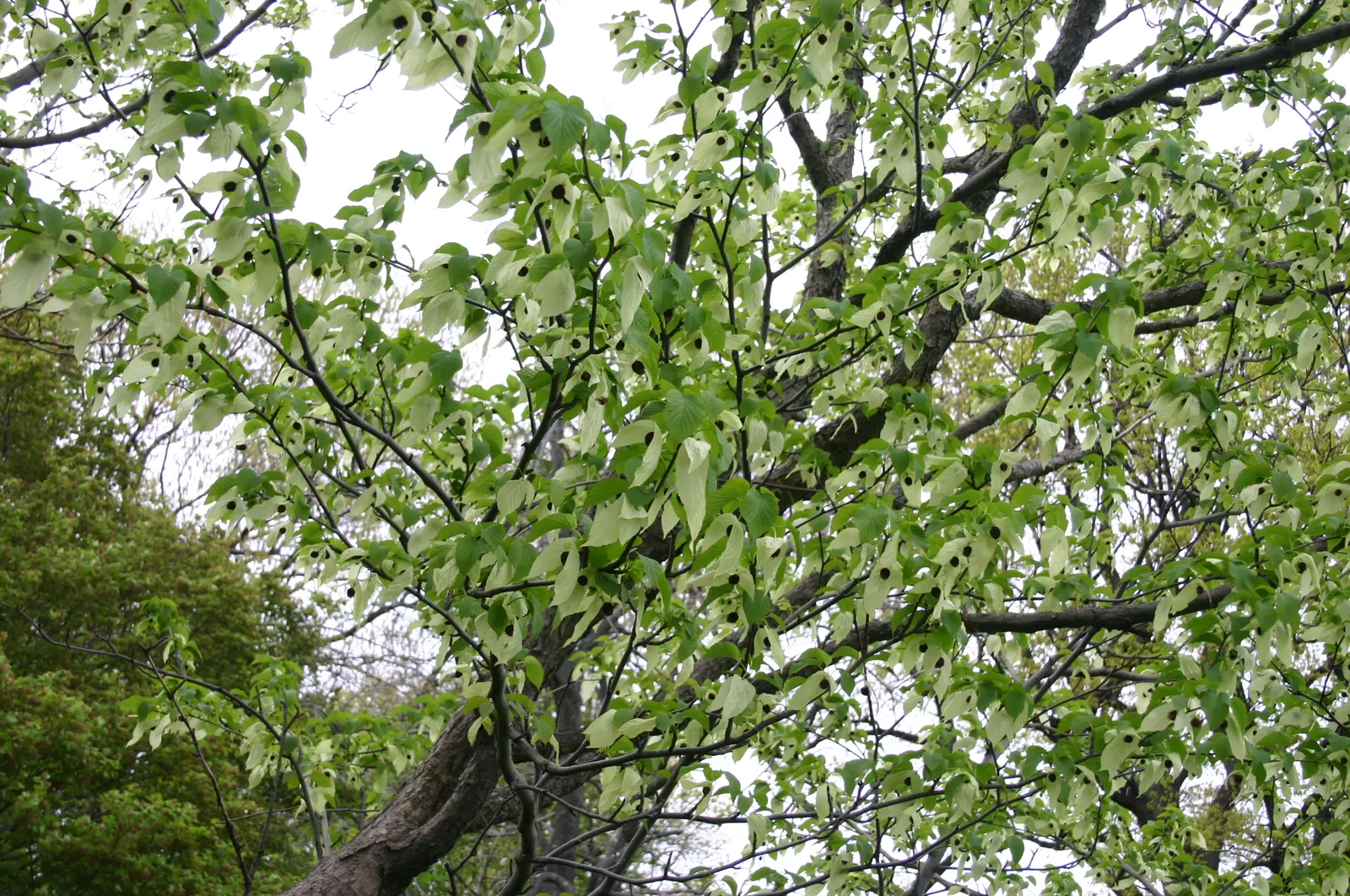 Dove Tree, Hankerchief Tree (Davidia Involucrata) — the Dove Tree is an investment in the landscape; as large as 4 to 6 inches, image 82