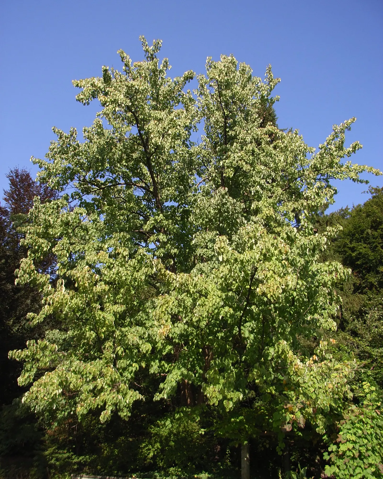 Dove Tree, Hankerchief Tree (Davidia Involucrata) — commonly known as Dove or Handkerchief Tree; it typically reaches heights of 20-40 feet with a, image 59
