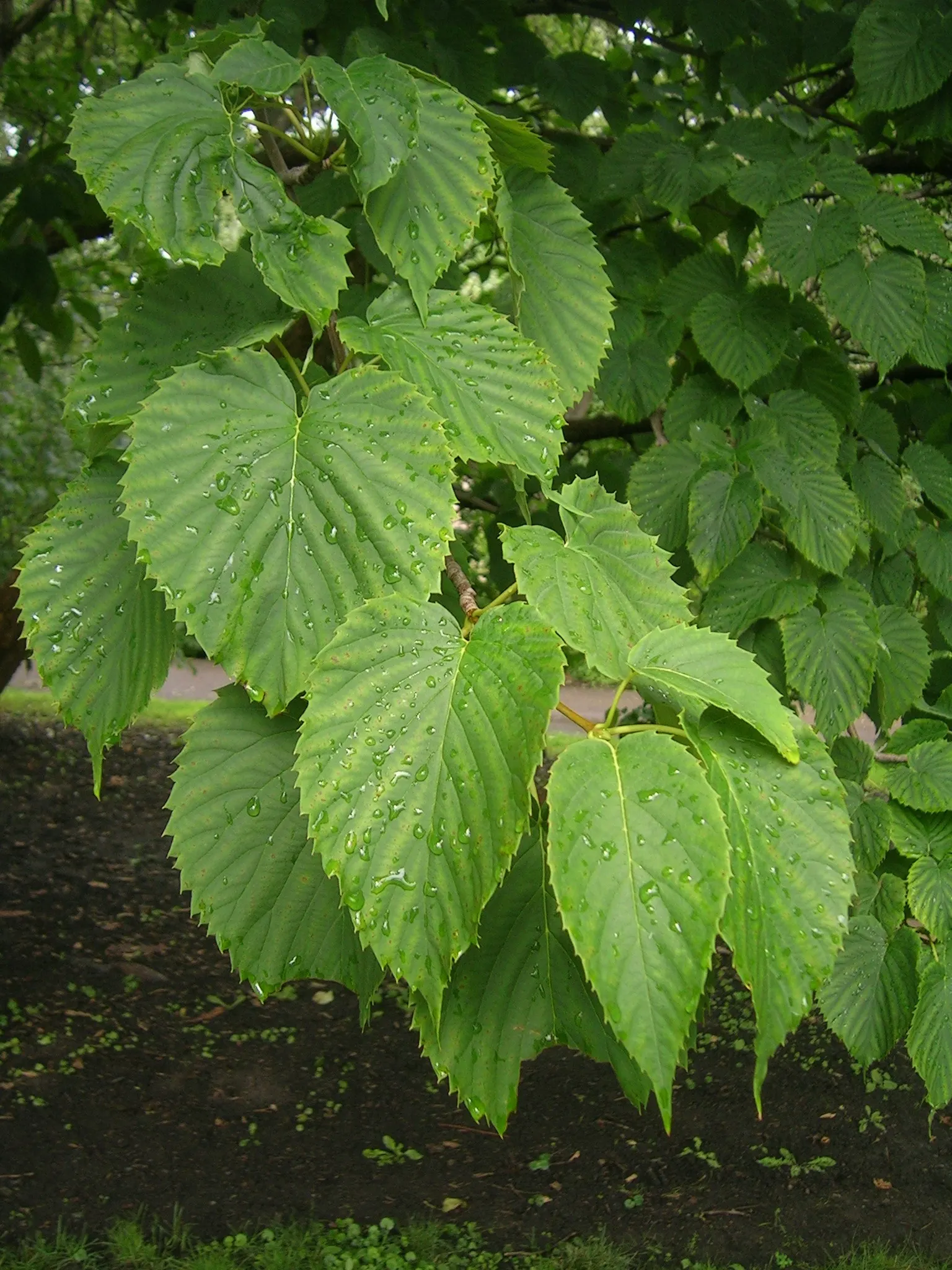 Dove Tree, Hankerchief Tree (Davidia Involucrata) — Ideal in USDA zones 6-8, it thrives in moist, well-drained soil, preferring partial to full sun; renowned