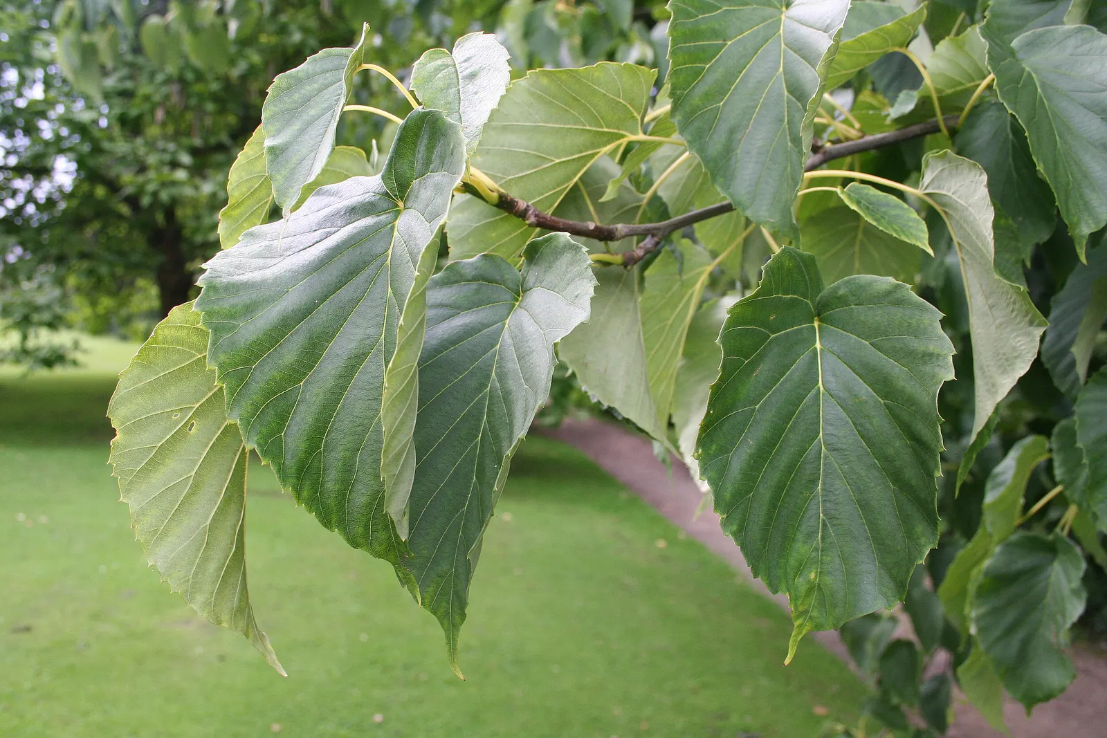 Dove Tree, Hankerchief Tree (Davidia Involucrata) — providing additional seasonal interest; its spring bloom offers a spectacular display