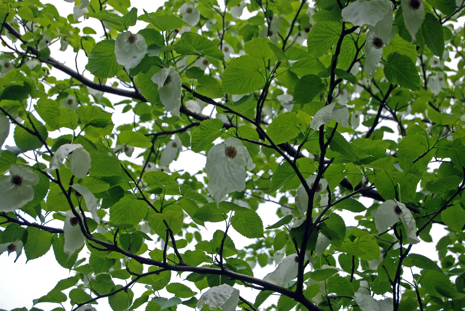 Dove Tree, Hankerchief Tree (Davidia Involucrata) — resembling handkerchiefs or fluttering doves; being relatively slow-growing, image 70