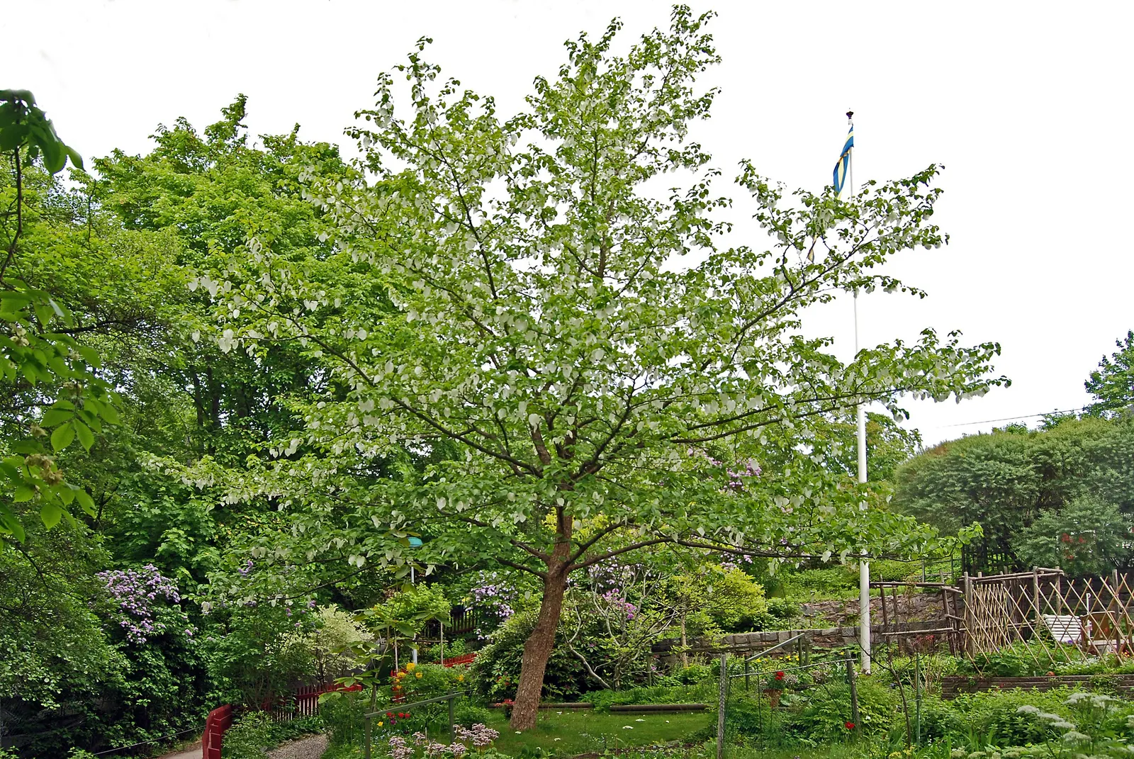 Dove Tree, Hankerchief Tree (Davidia Involucrata) — renowned for its unique white bracts resembling handkerchiefs or fluttering doves; it thrives, image 61