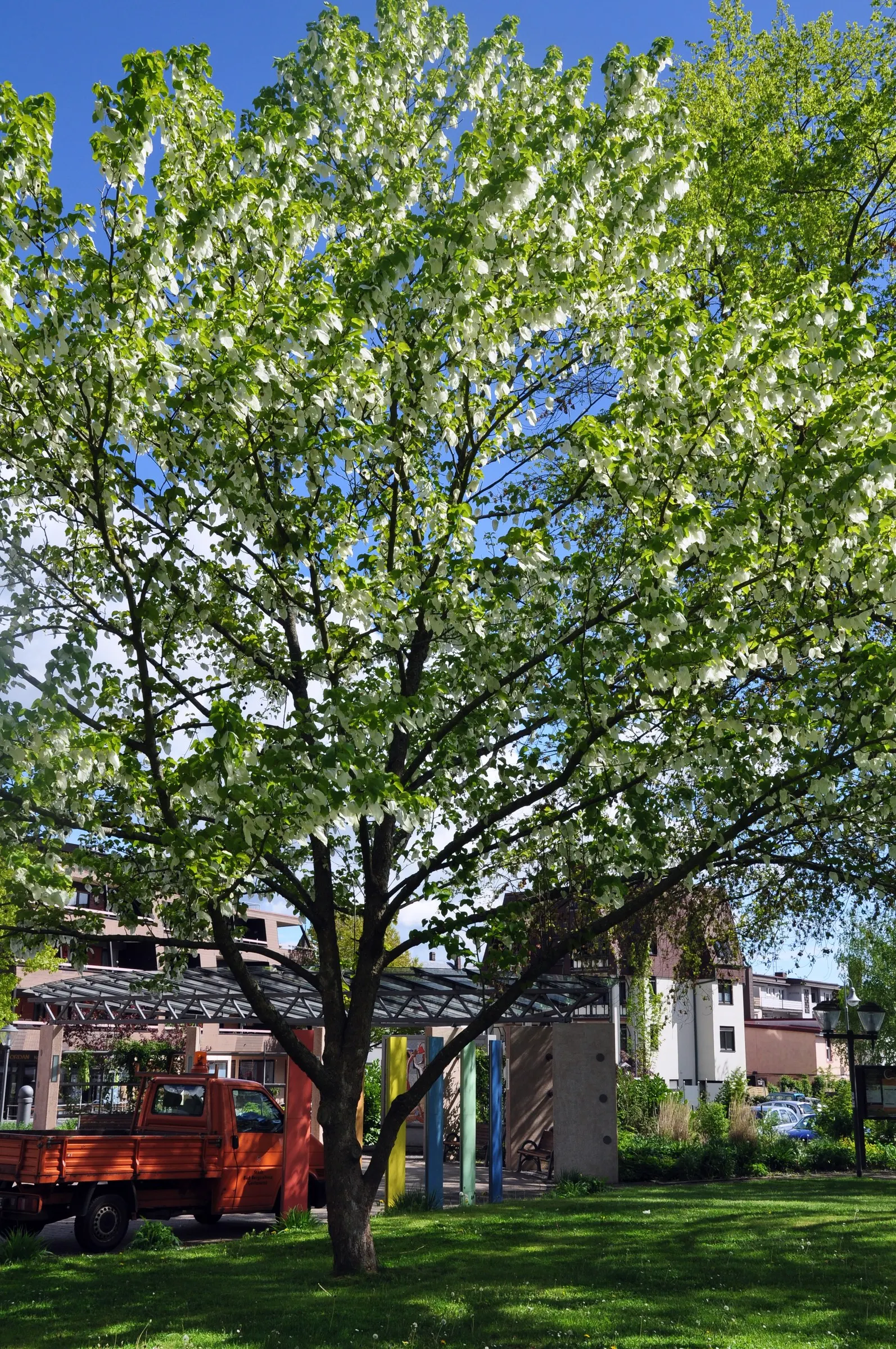 Dove Tree, Hankerchief Tree (Davidia Involucrata) — which can be up to 6 to 8 inches long; commonly known as Dove or Handkerchief Tree