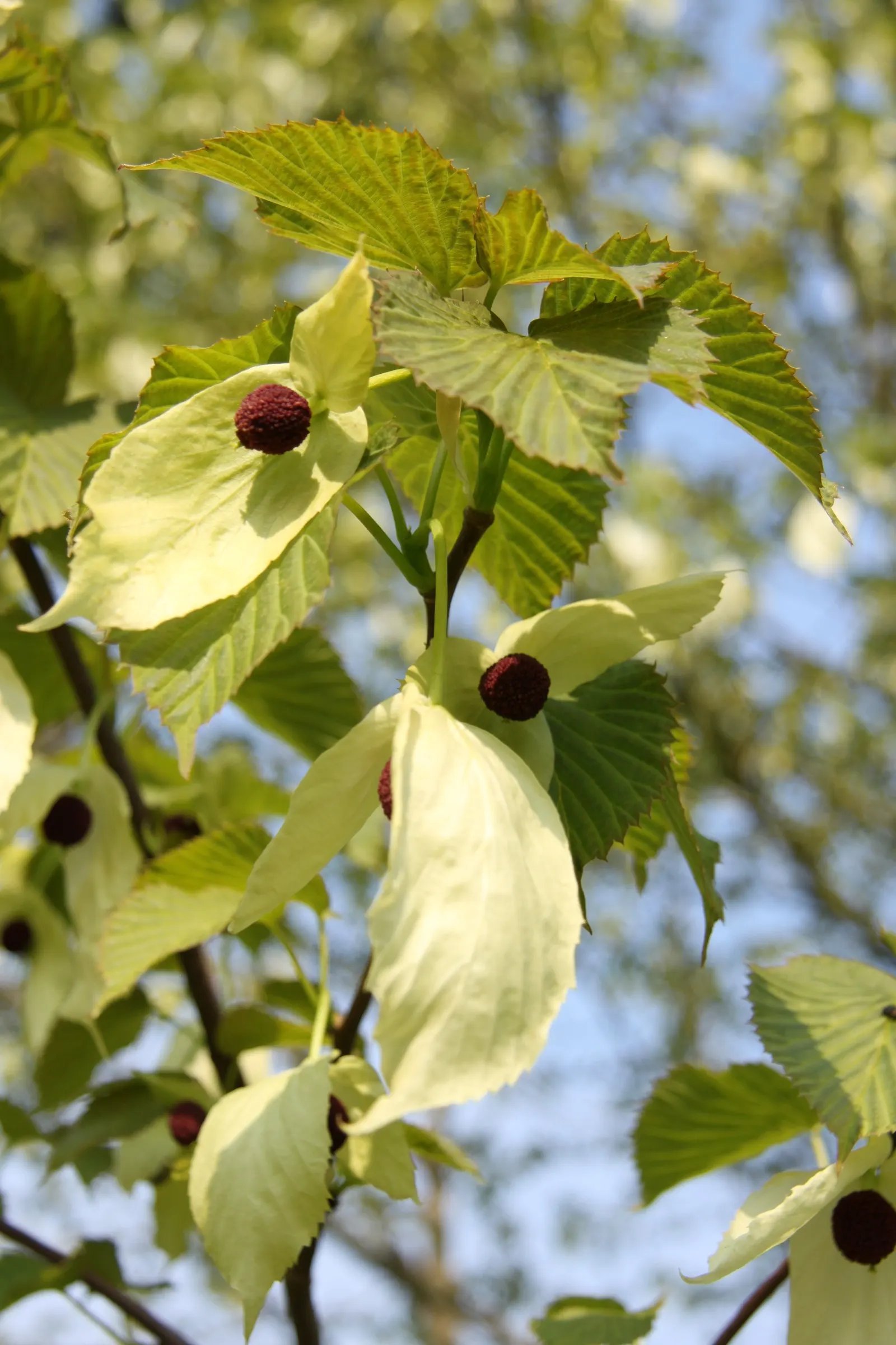 Dove Tree, Hankerchief Tree (Davidia Involucrata) — white flowers in the garden; resembling handkerchiefs or fluttering doves